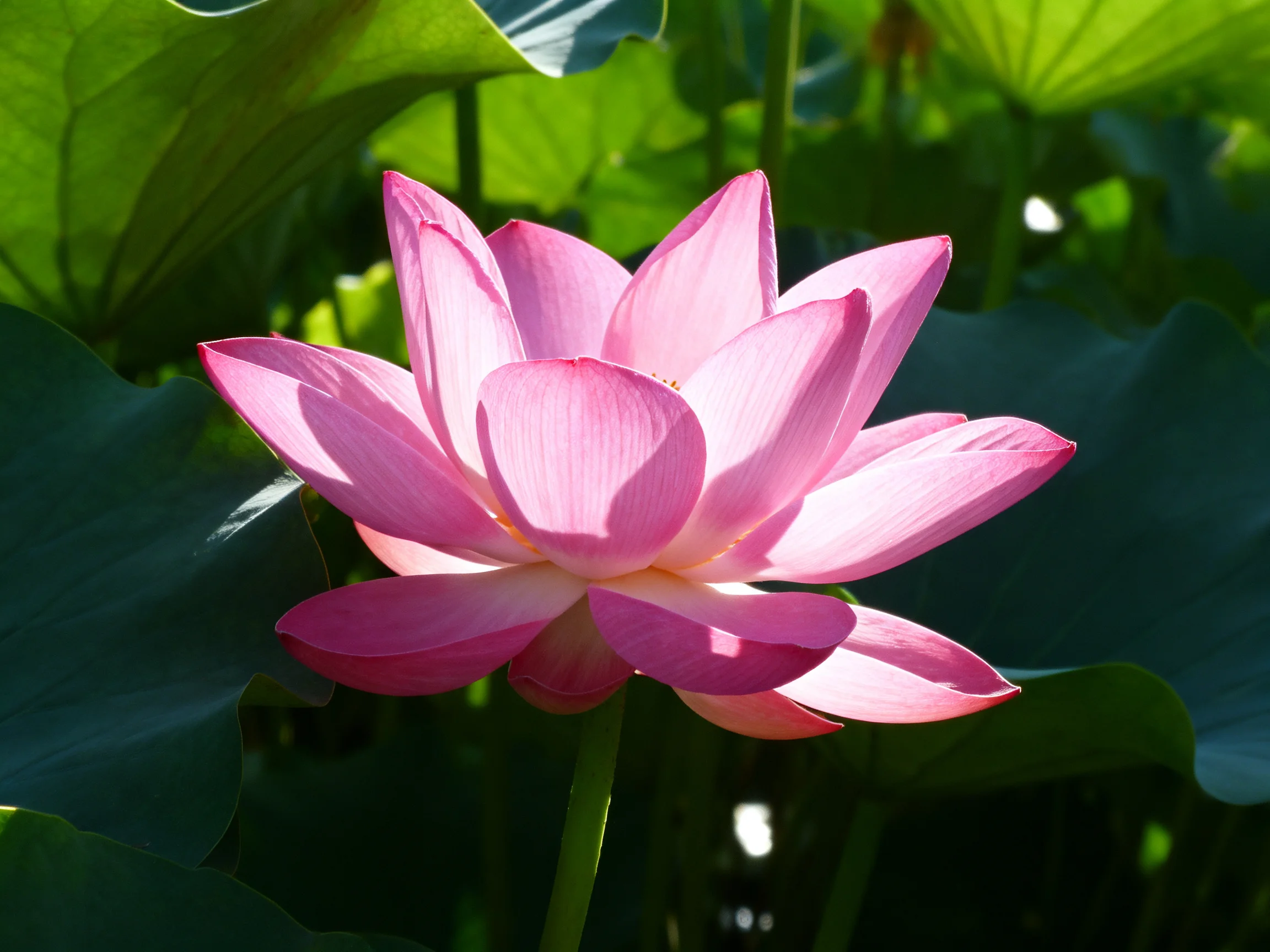 A single pink lotus blooms amid large green leaves