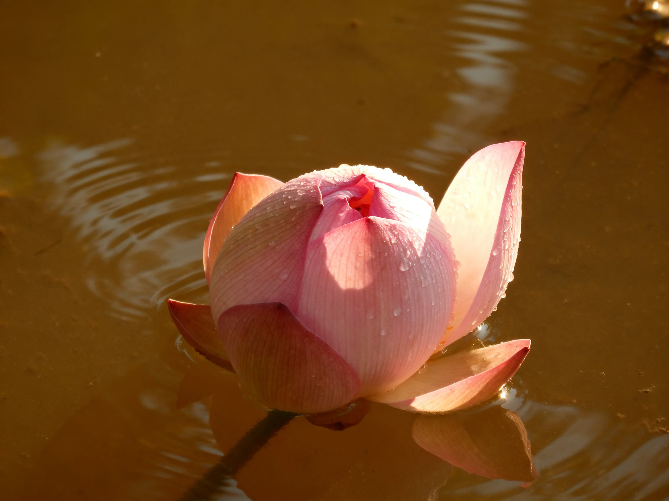 A single pink lotus bud floating in calm brown water