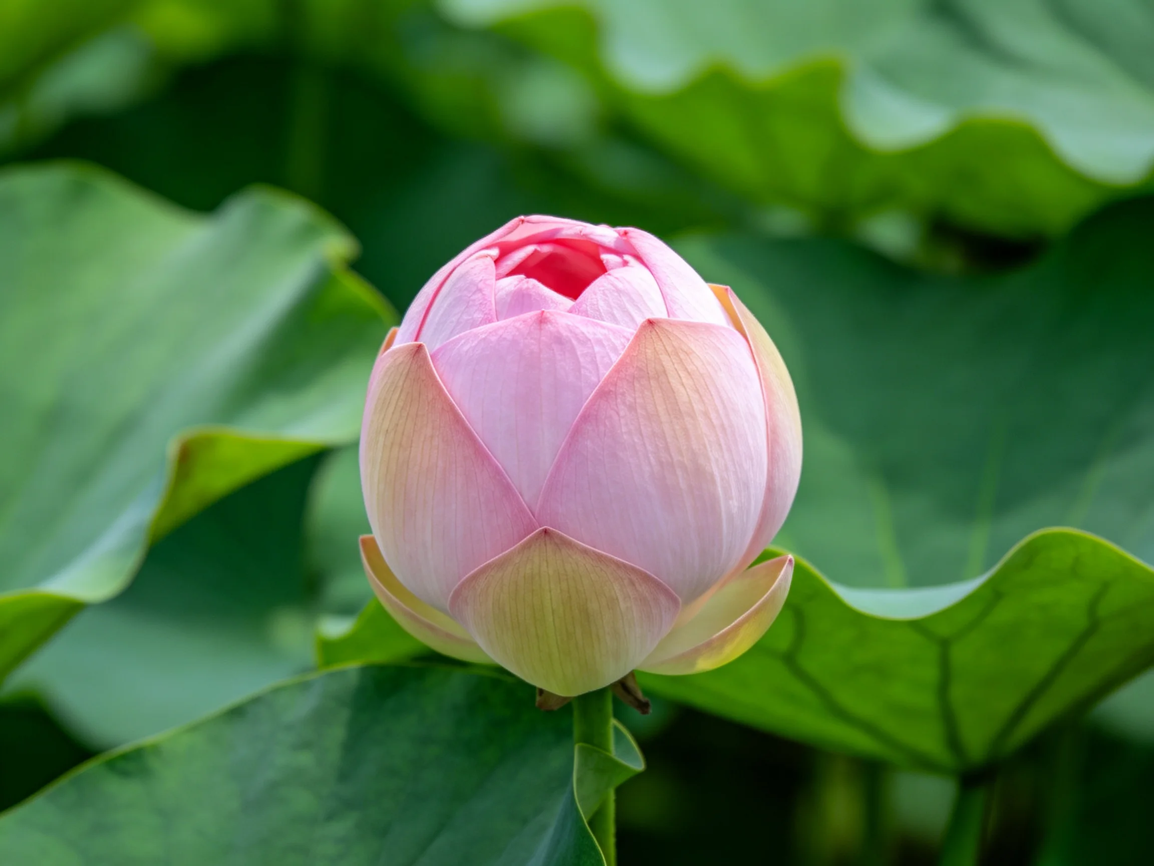 A single pink lotus bud nestled among large green leaves