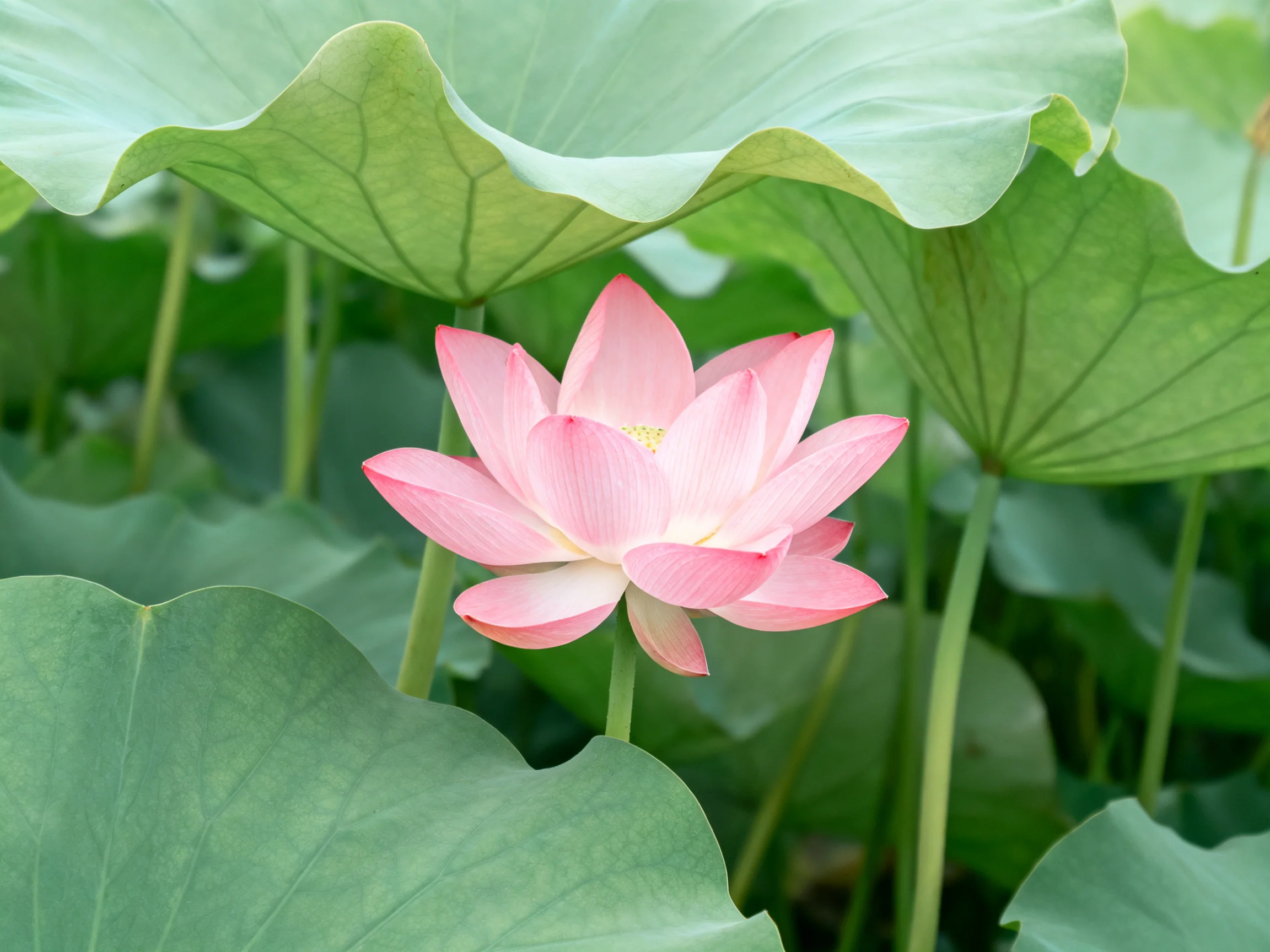 A single pink lotus flower surrounded by large green lily pads