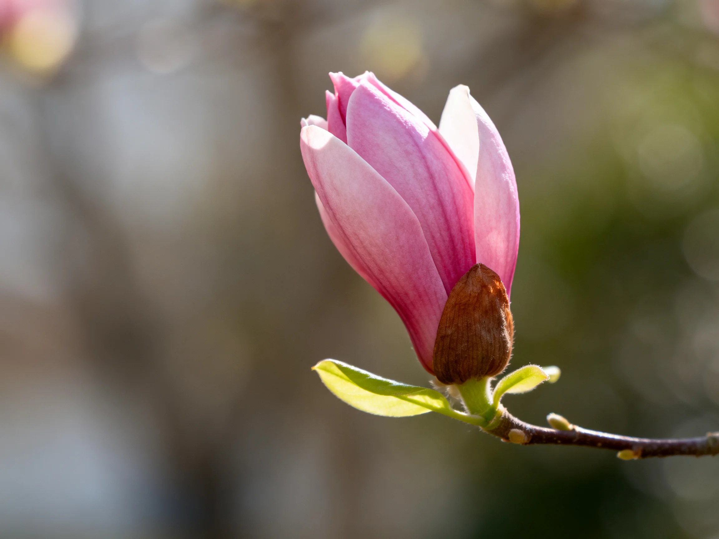 A single pink magnolia bud with green leaves on a branch