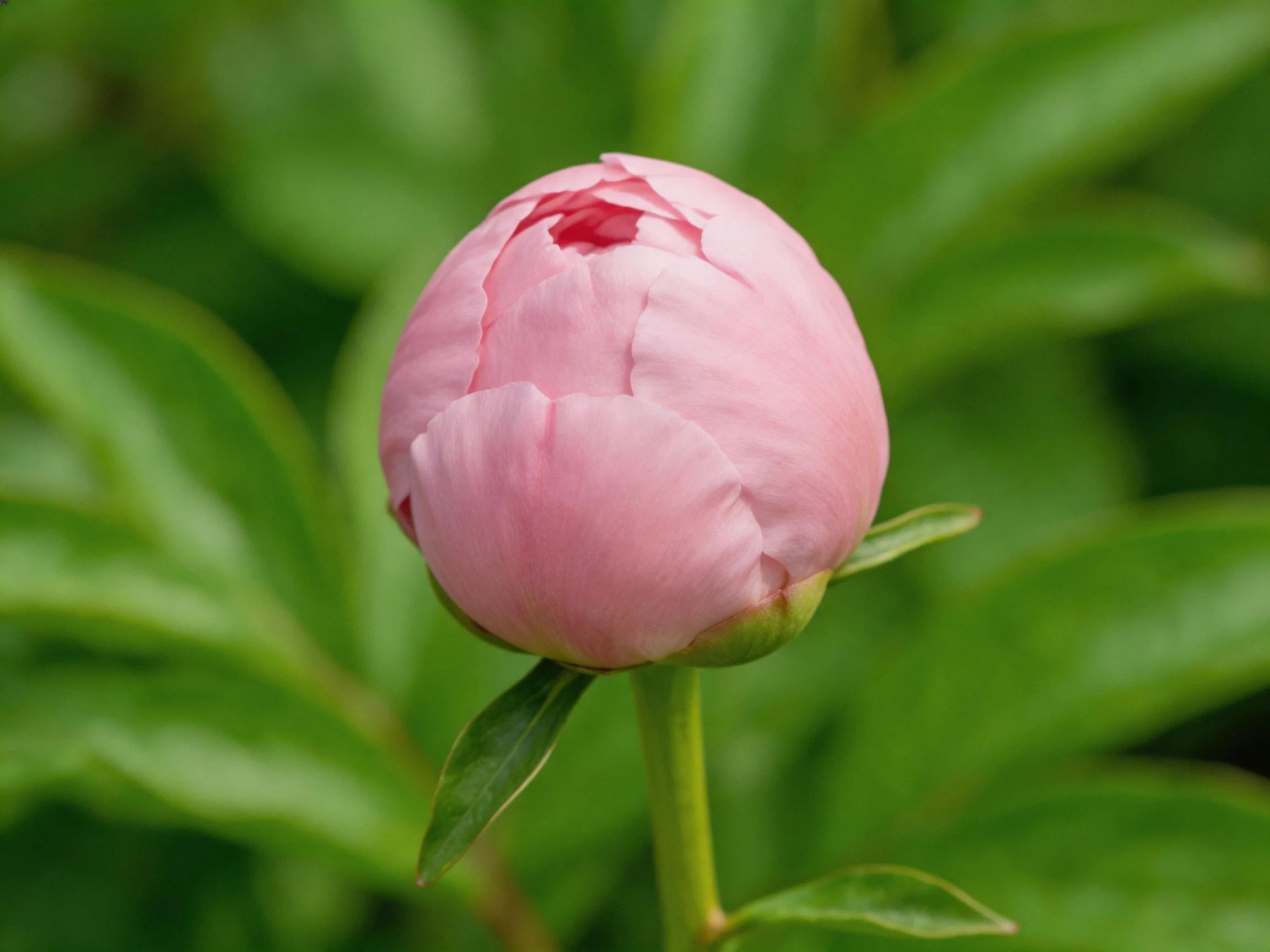 A single pink peony bud surrounded by lush green leaves