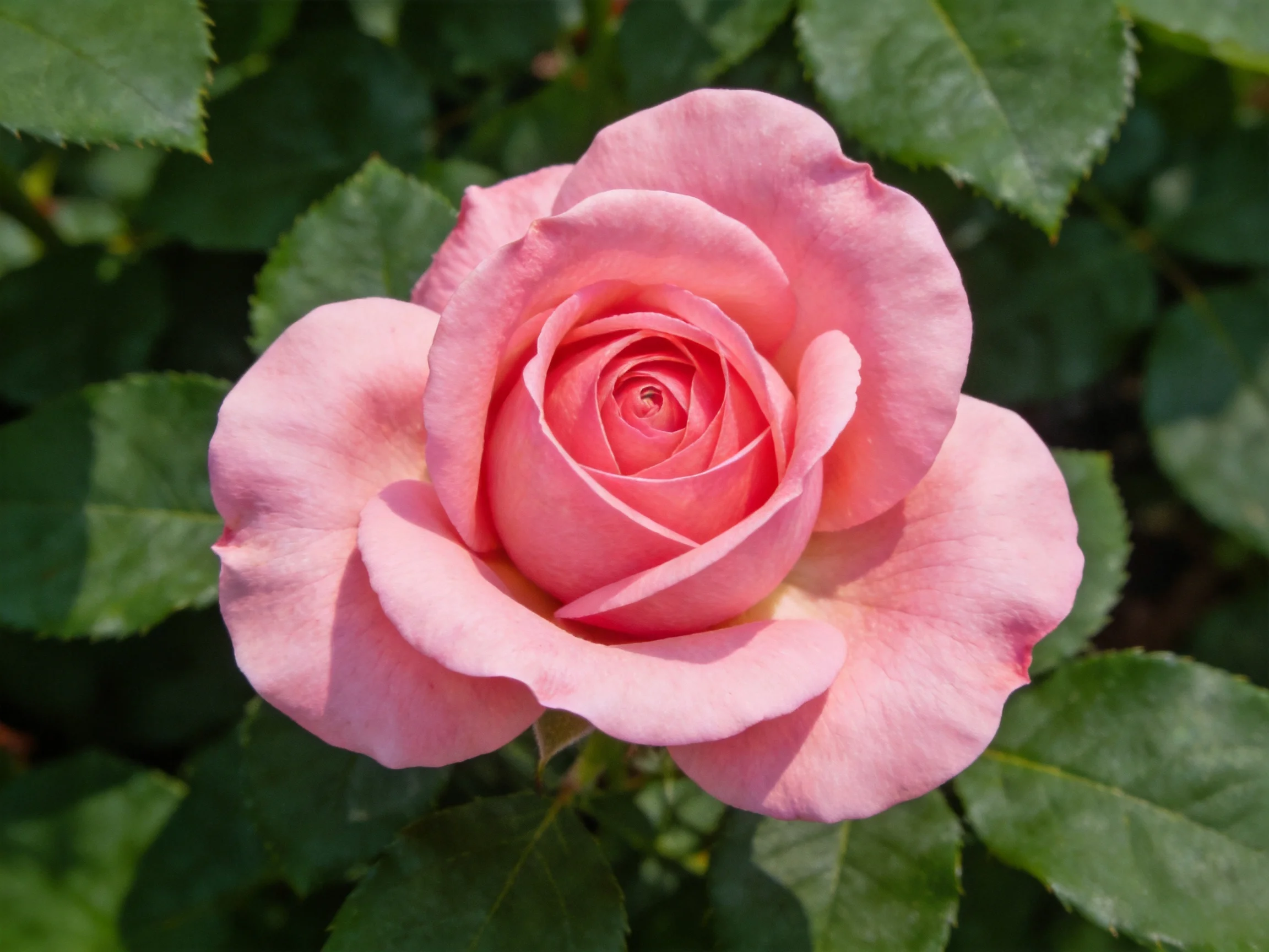 A single pink rose in full bloom surrounded by green leaves