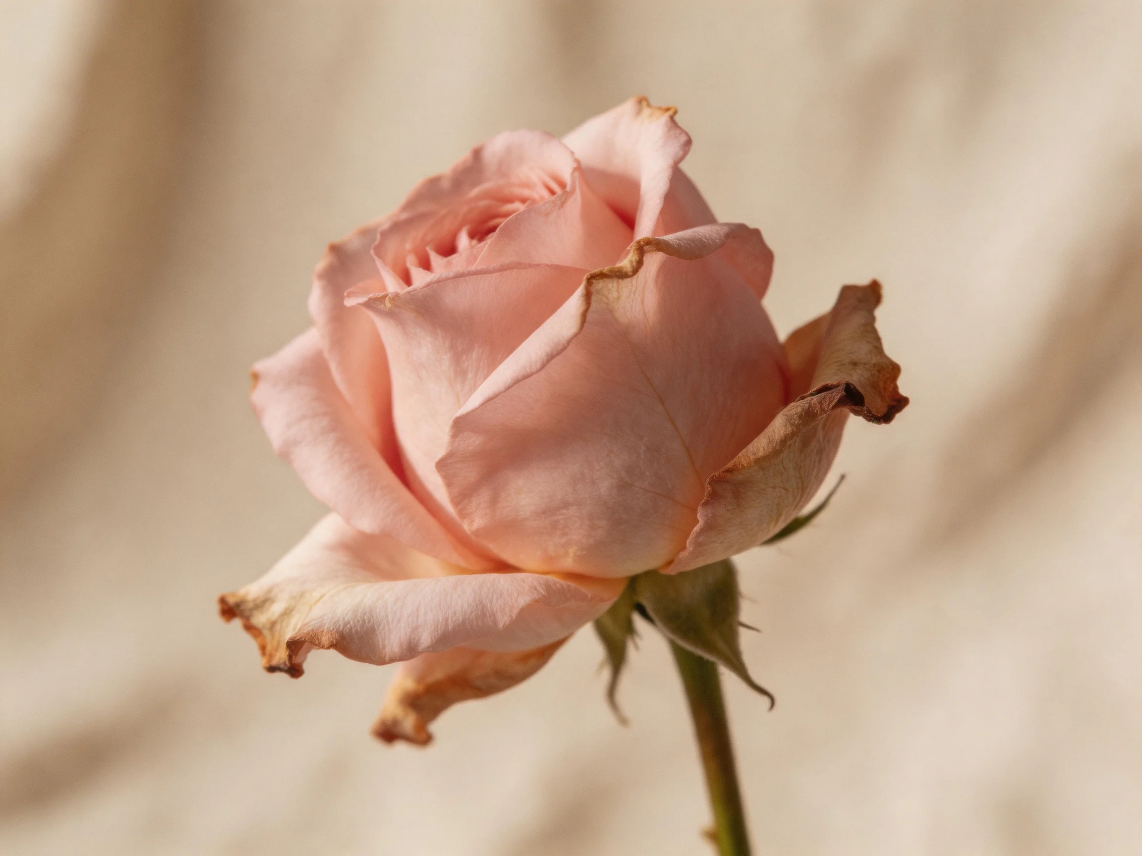 A single pink rose with browned edges on a soft beige background