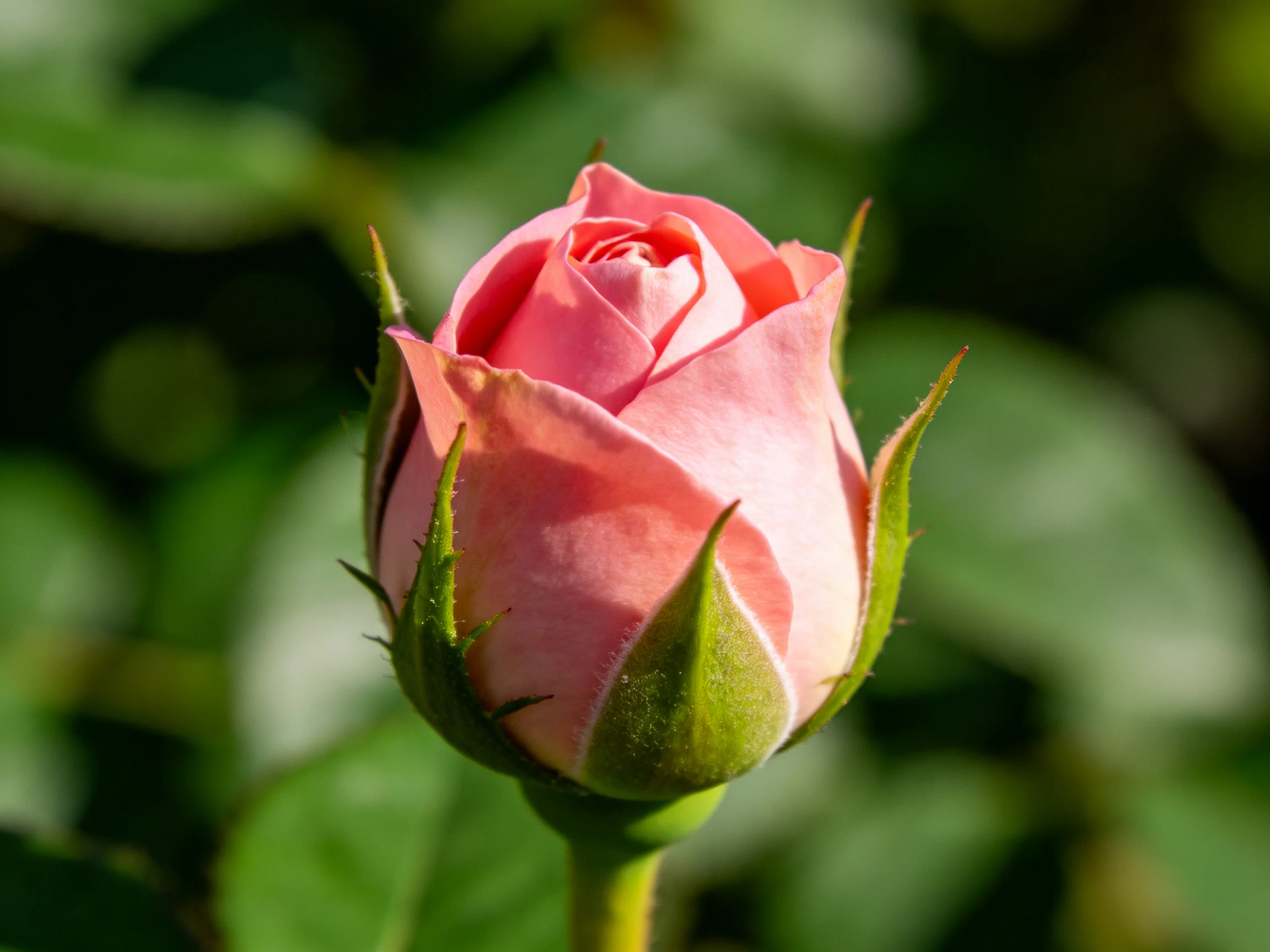 A single pink rosebud with green foliage