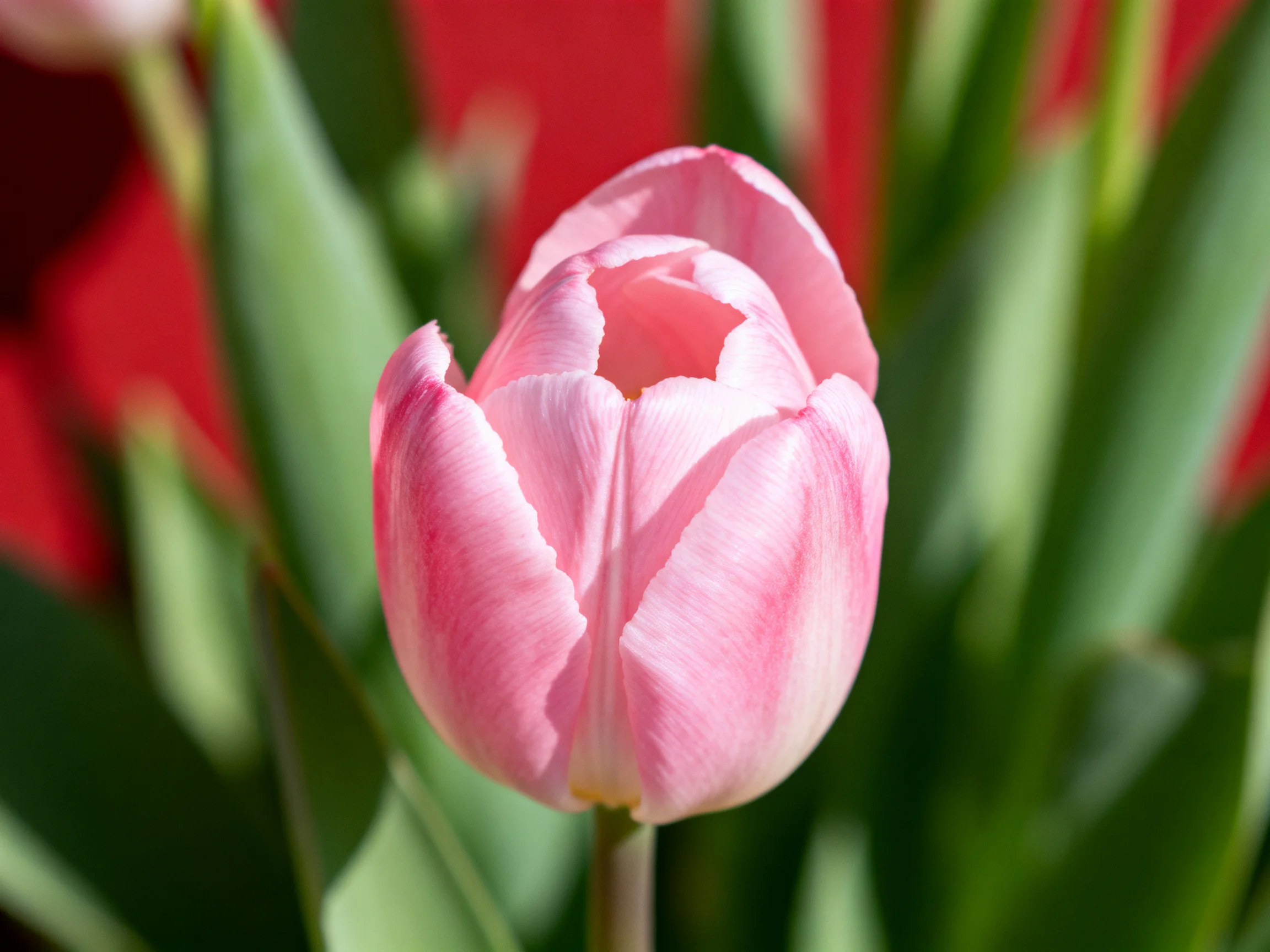 A single pink tulip bud with vibrant green foliage and red backdrop