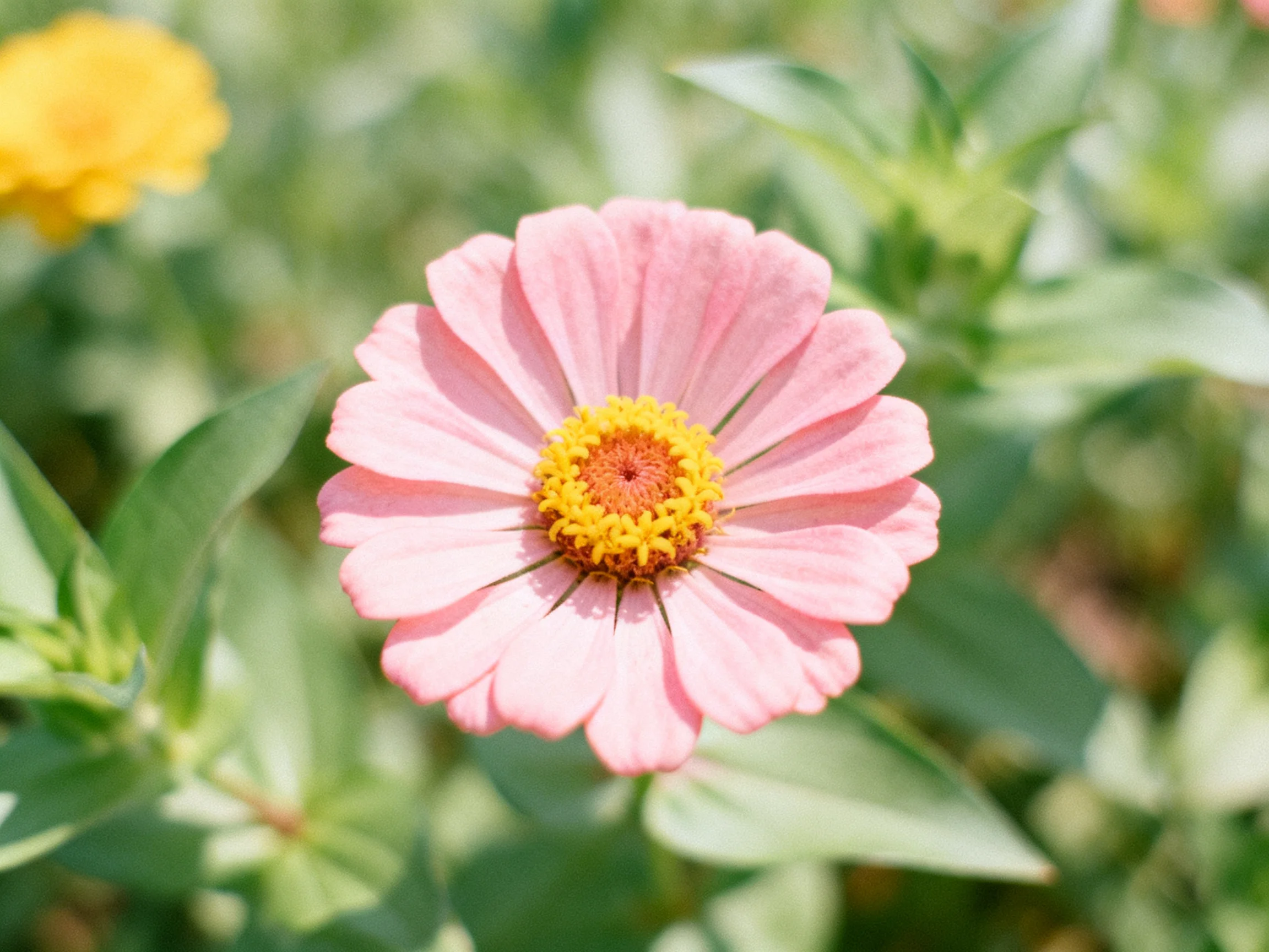 A single pink zinnia with a yellow-orange center amid green foliage