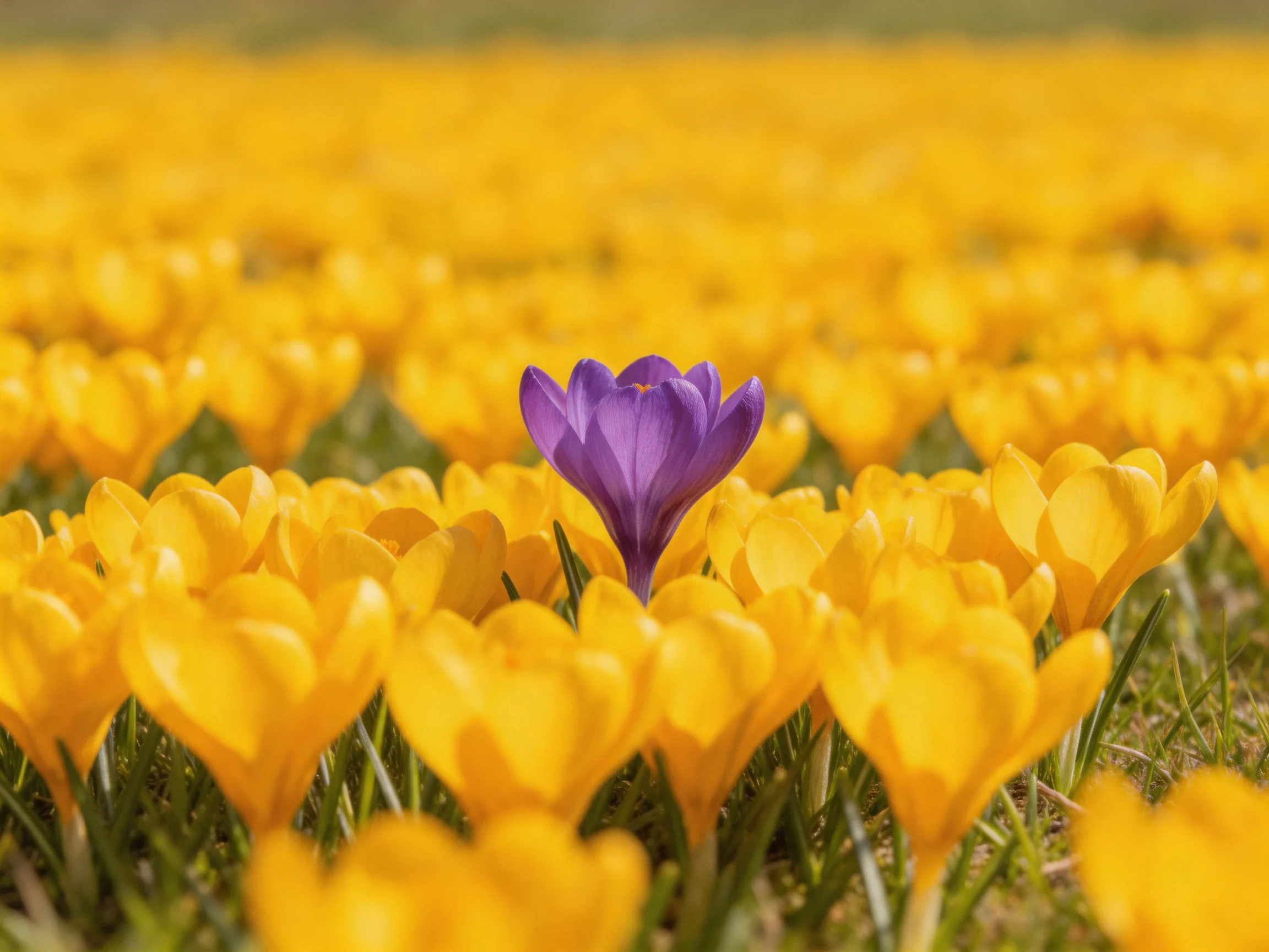 A single purple crocus stands among numerous yellow crocus blooms