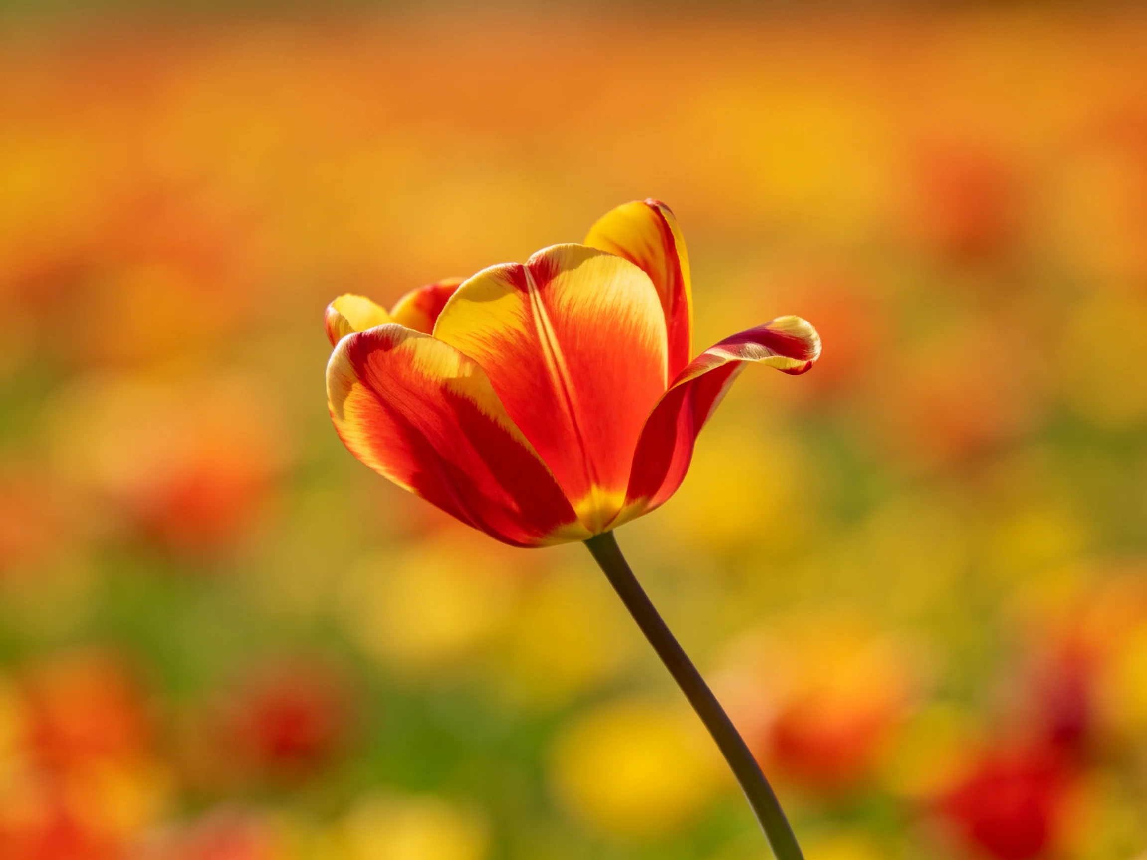 A single red and yellow tulip stands out in an orange flower field