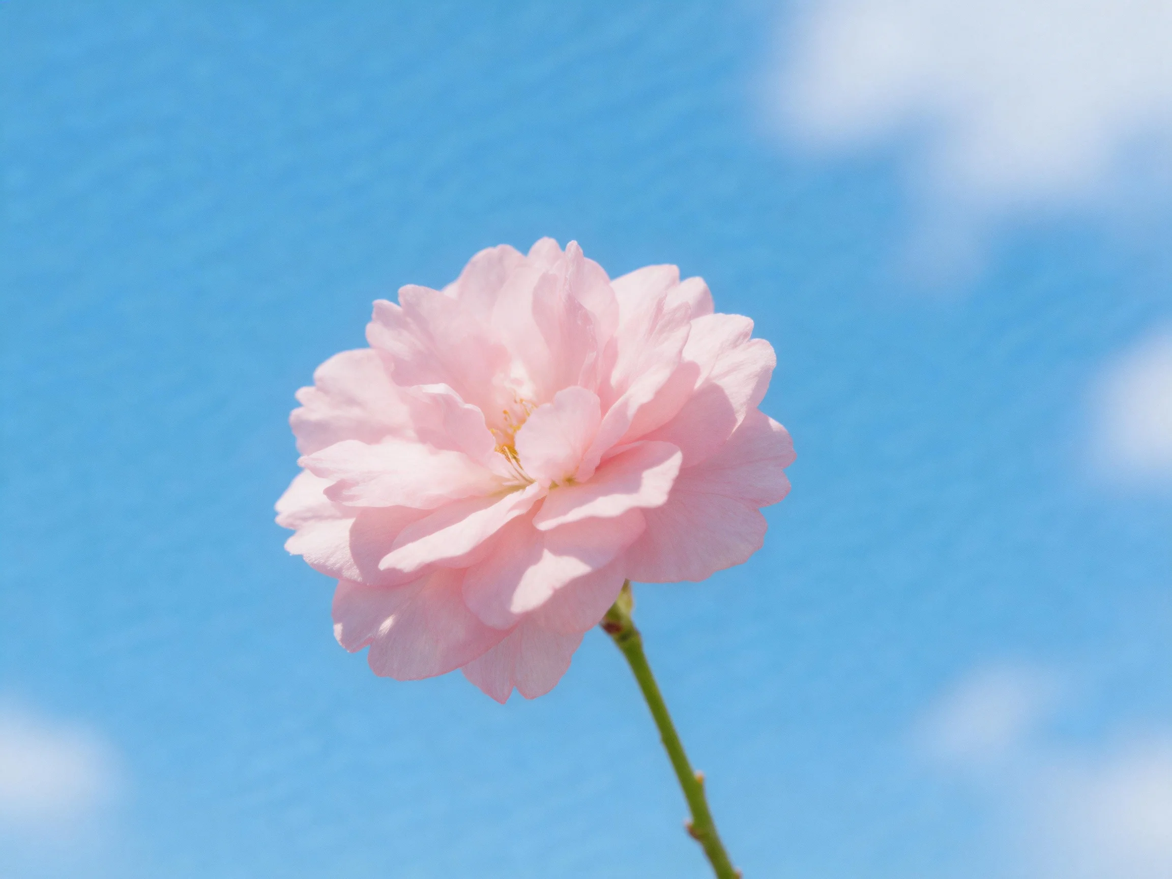 A single soft pink flower stands against a bright blue sky