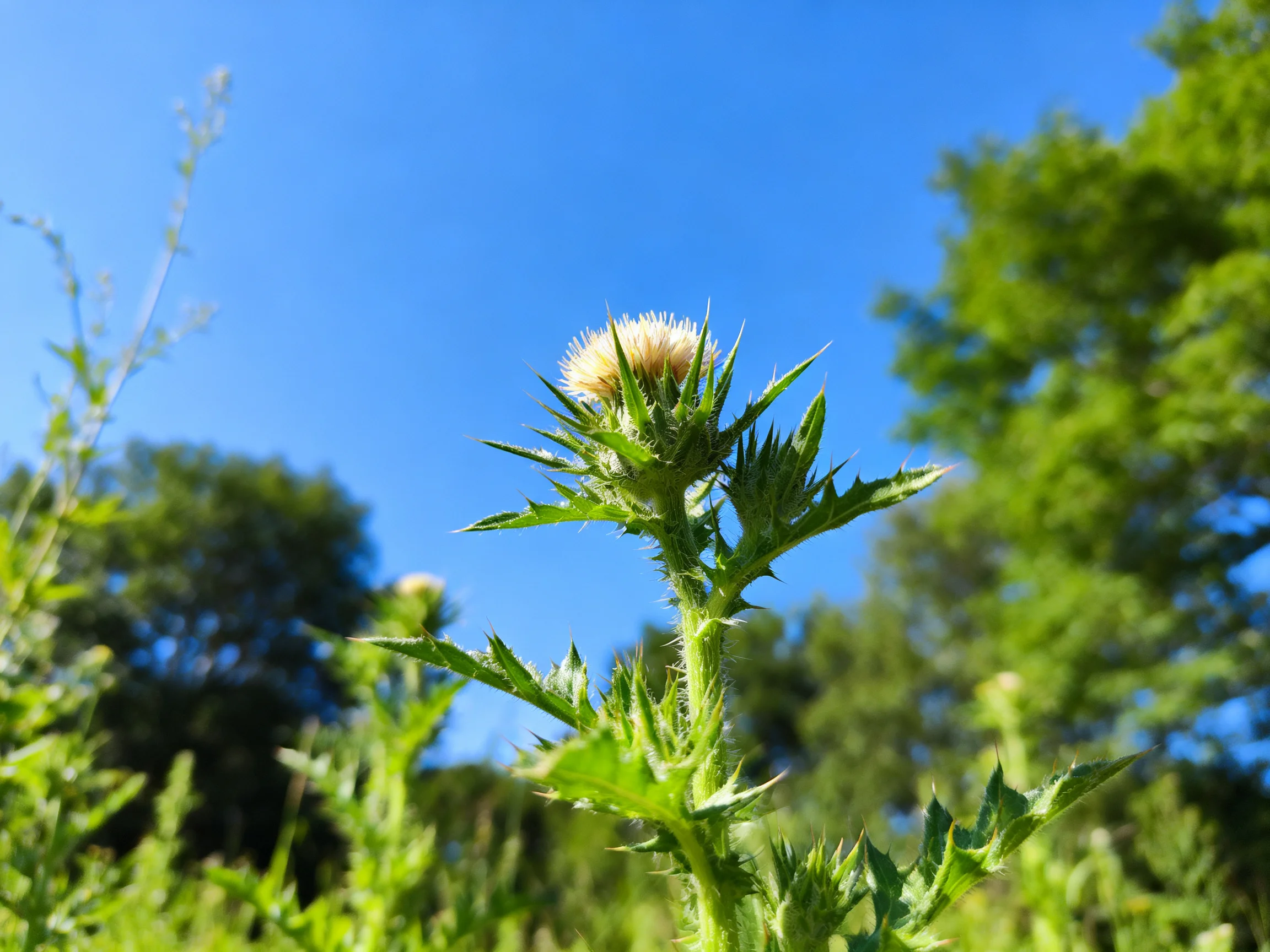 A single spiky green thistle blooms amid lush vegetation under a clear blue sky
