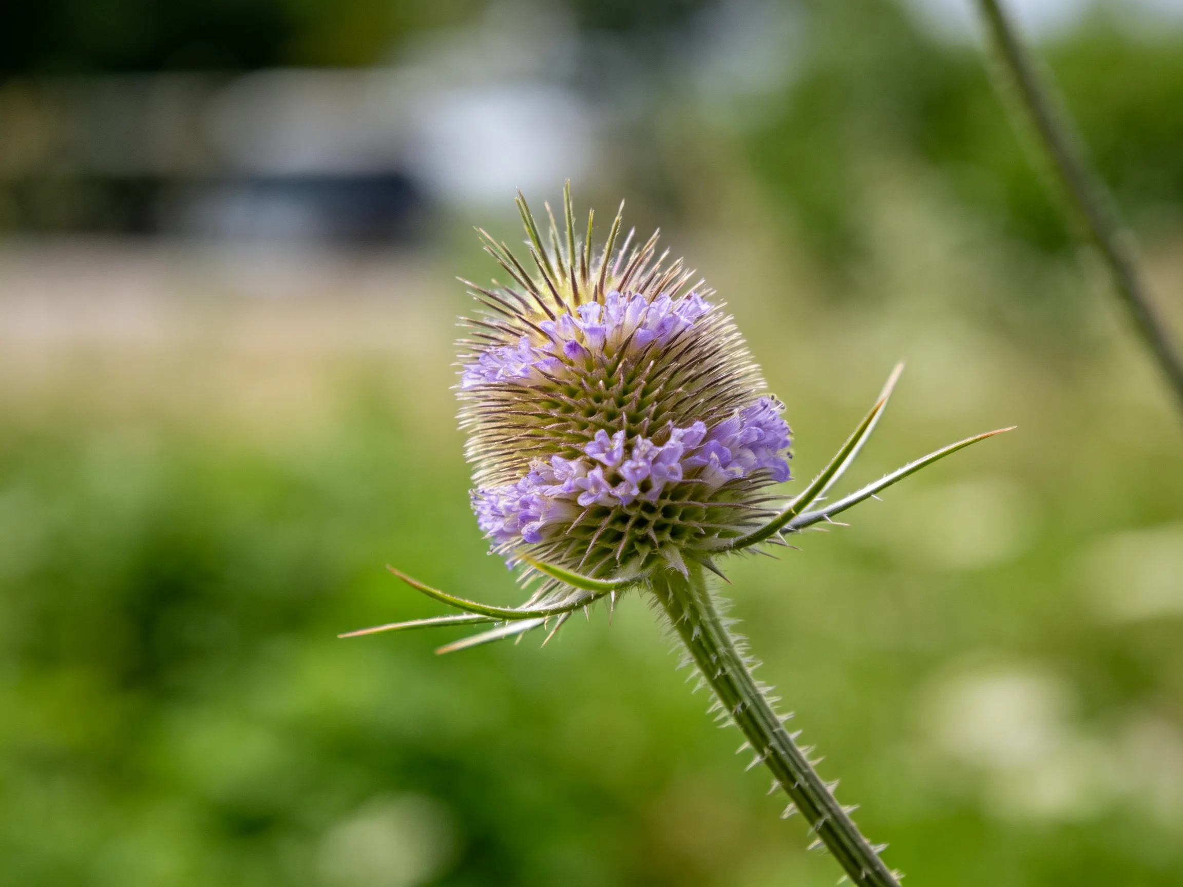 A single spiky purple thistle blooms amidst soft green foliage