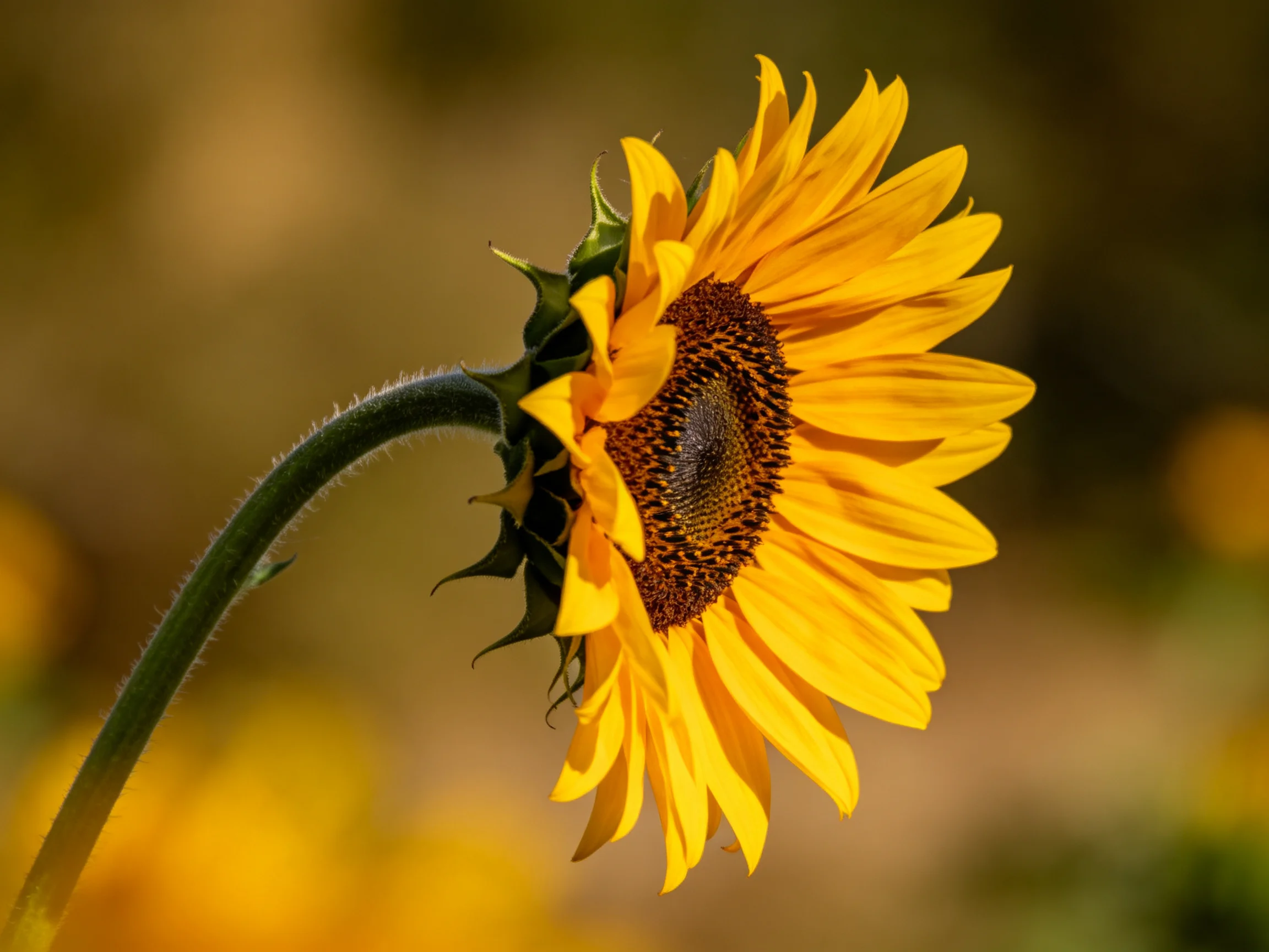 A single sunflower with bright yellow petals and detailed brown center
