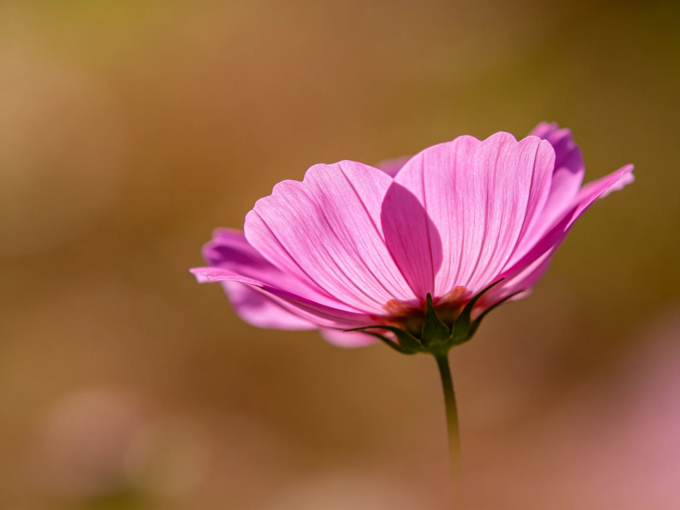 A single vibrant pink cosmos flower against a warm-toned blur