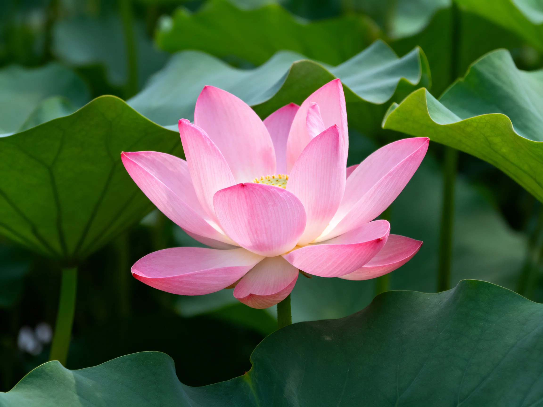 A single vibrant pink lotus blooms among broad green lily pads