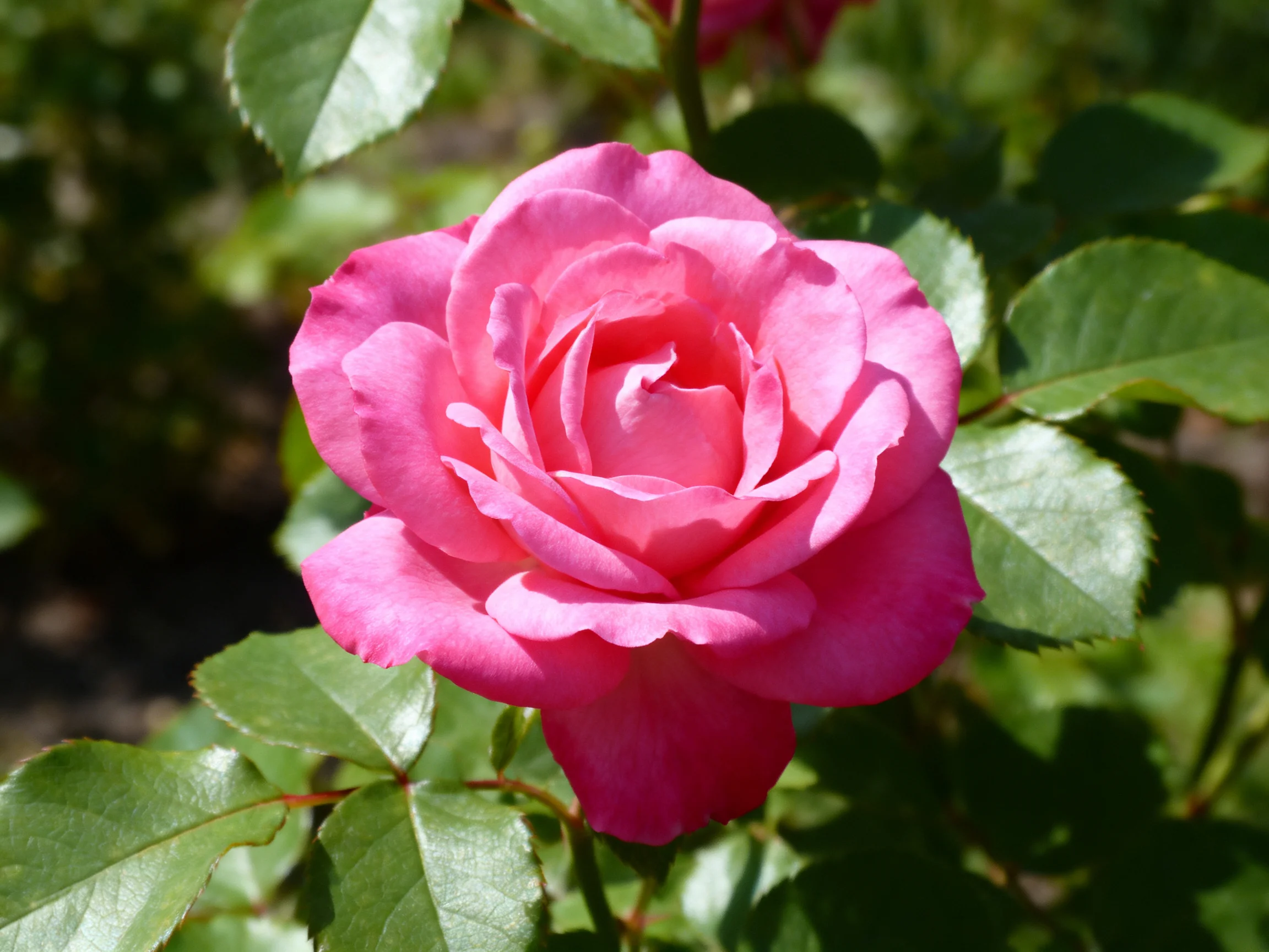 A single vibrant pink rose blooms among green foliage