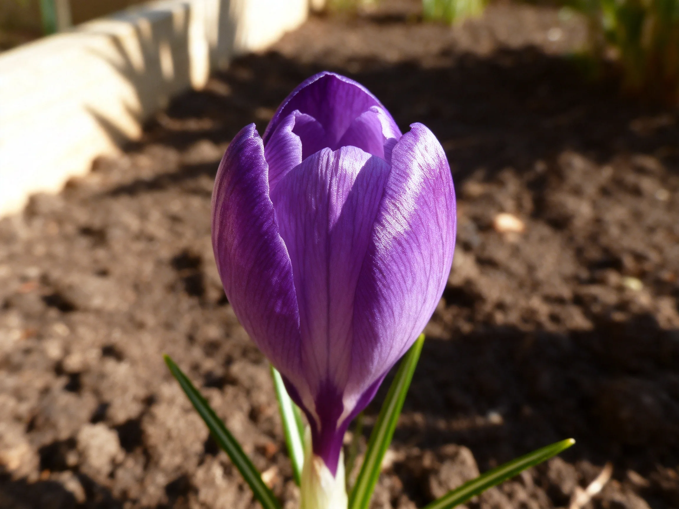A single vibrant purple crocus bud blooming in a sun-drenched garden bed
