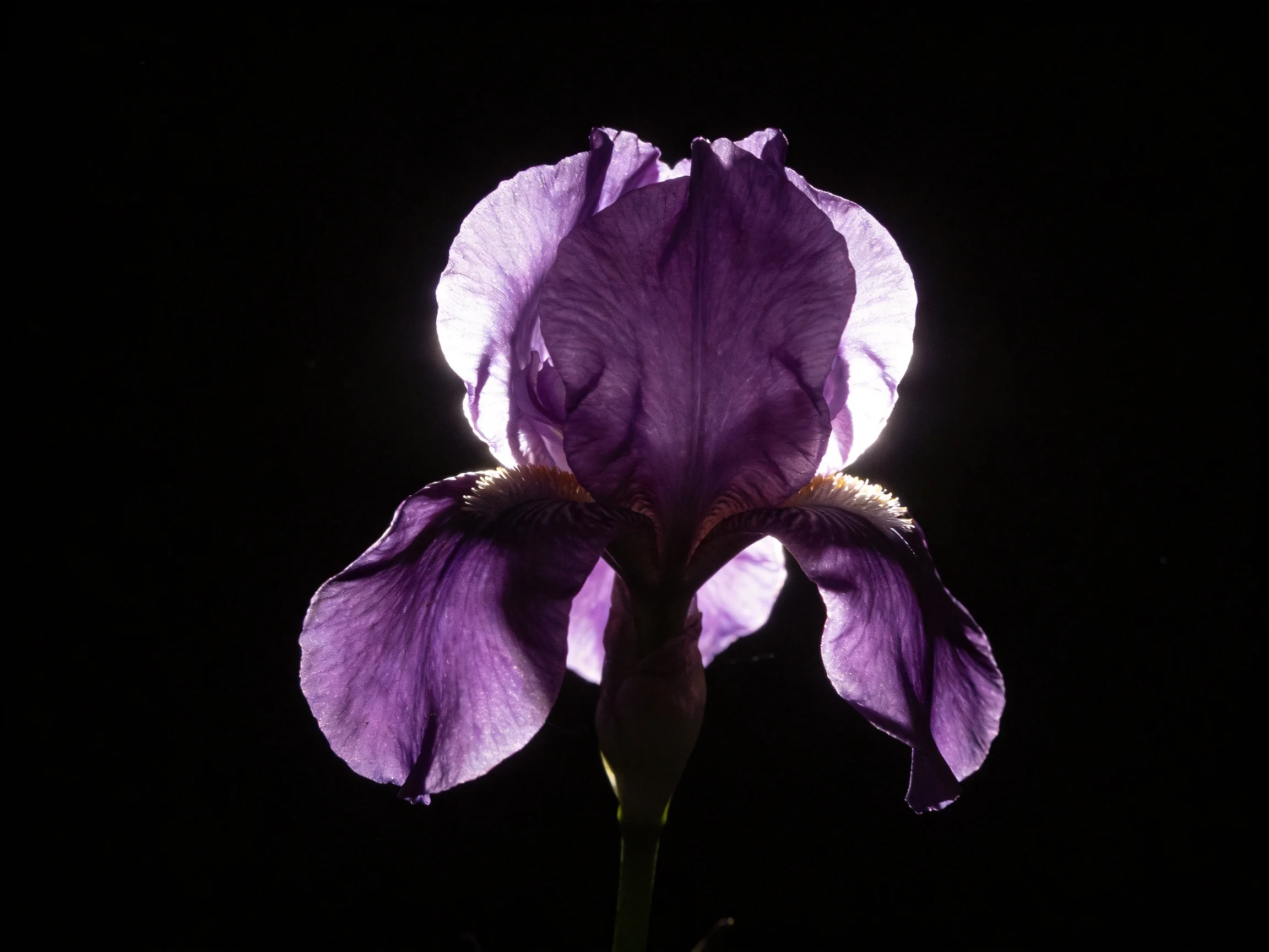 A single vibrant purple iris backlit against a stark black backdrop