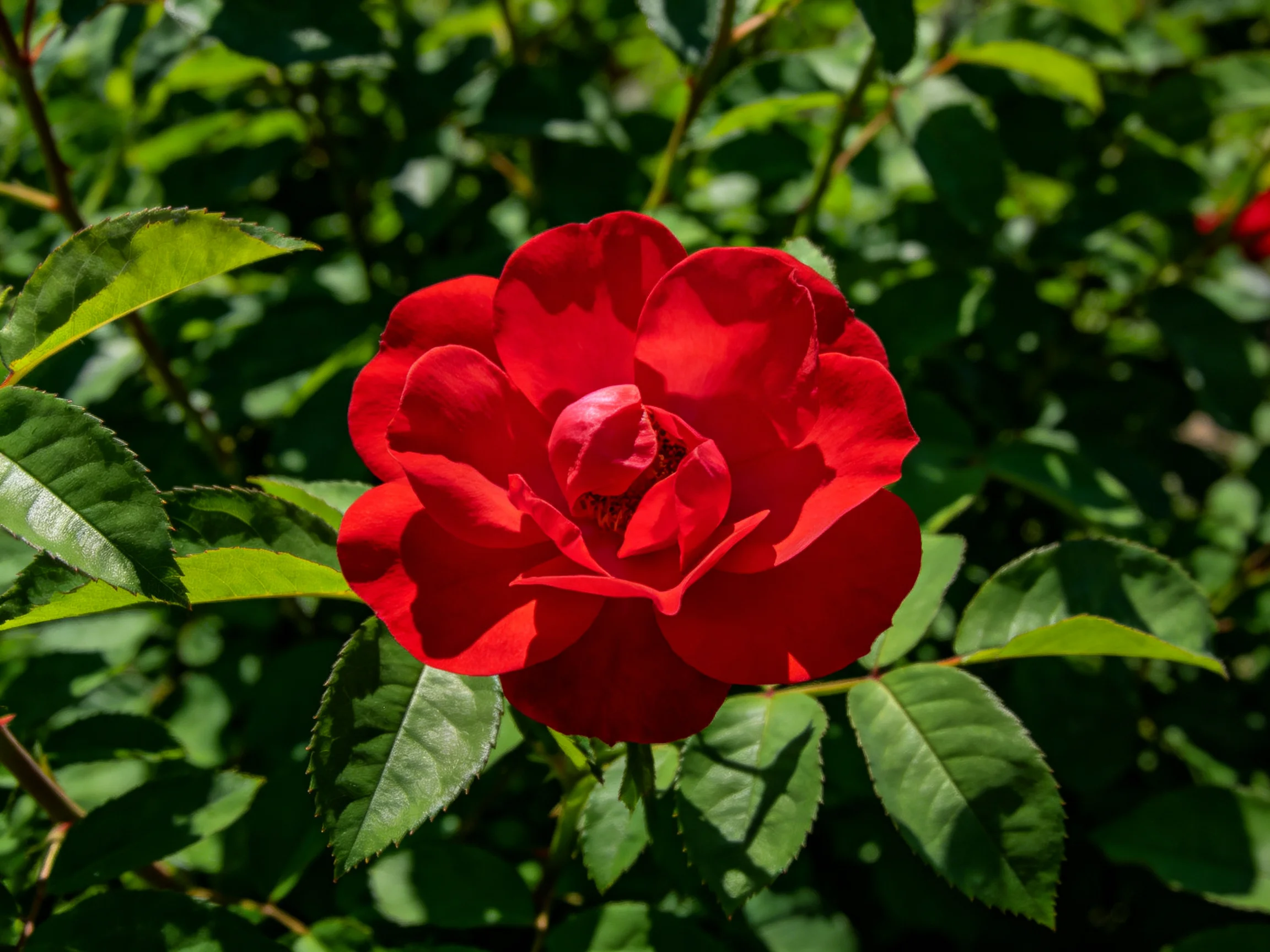 A single vibrant red rose amid lush green foliage