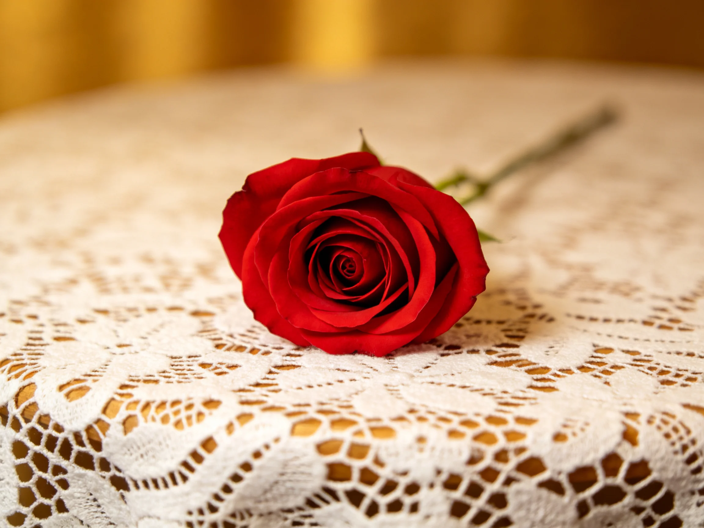 A single vibrant red rose rests on an ornate white lace tablecloth