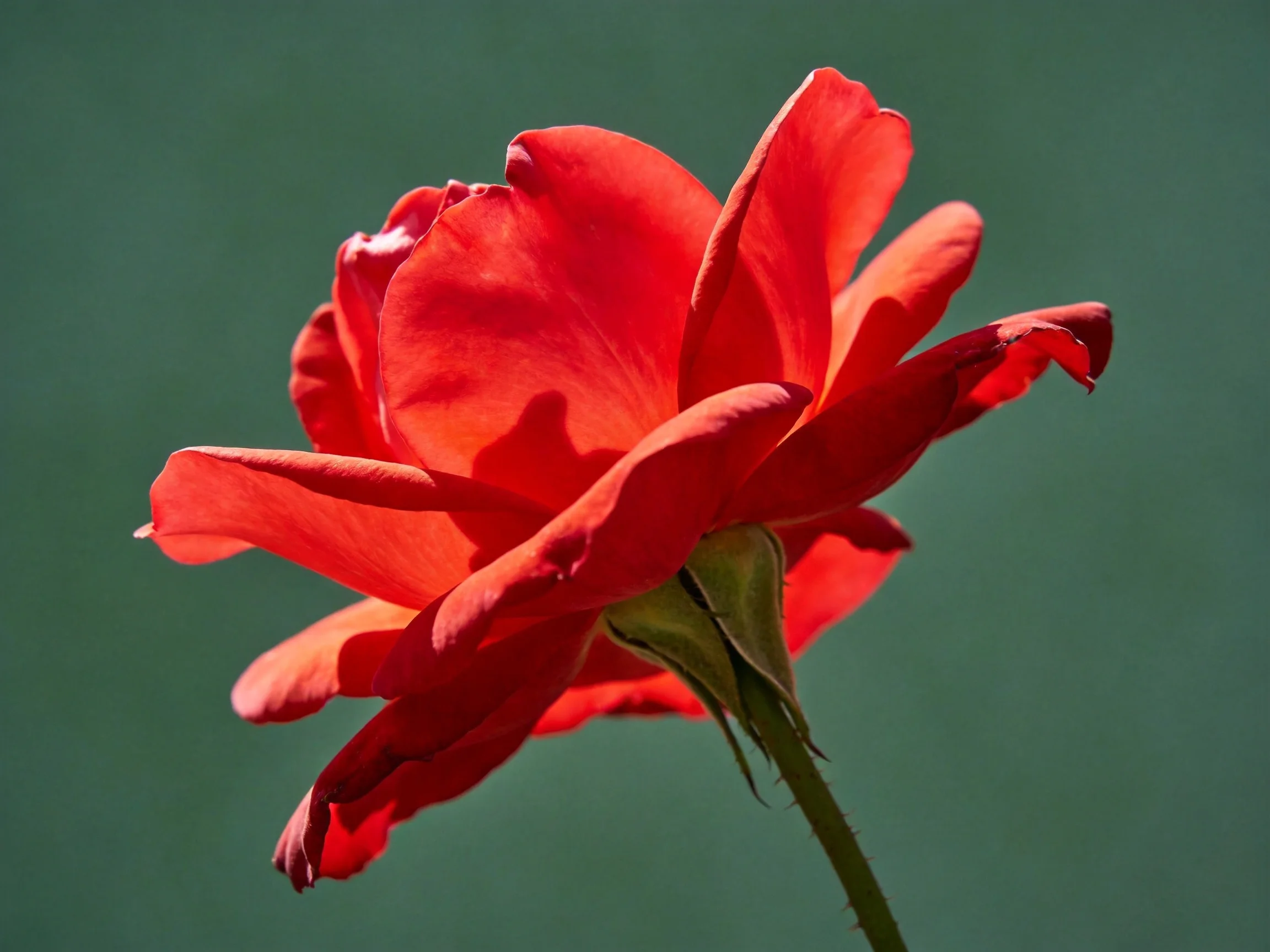 A single vibrant red rose with layered petals against a solid green background