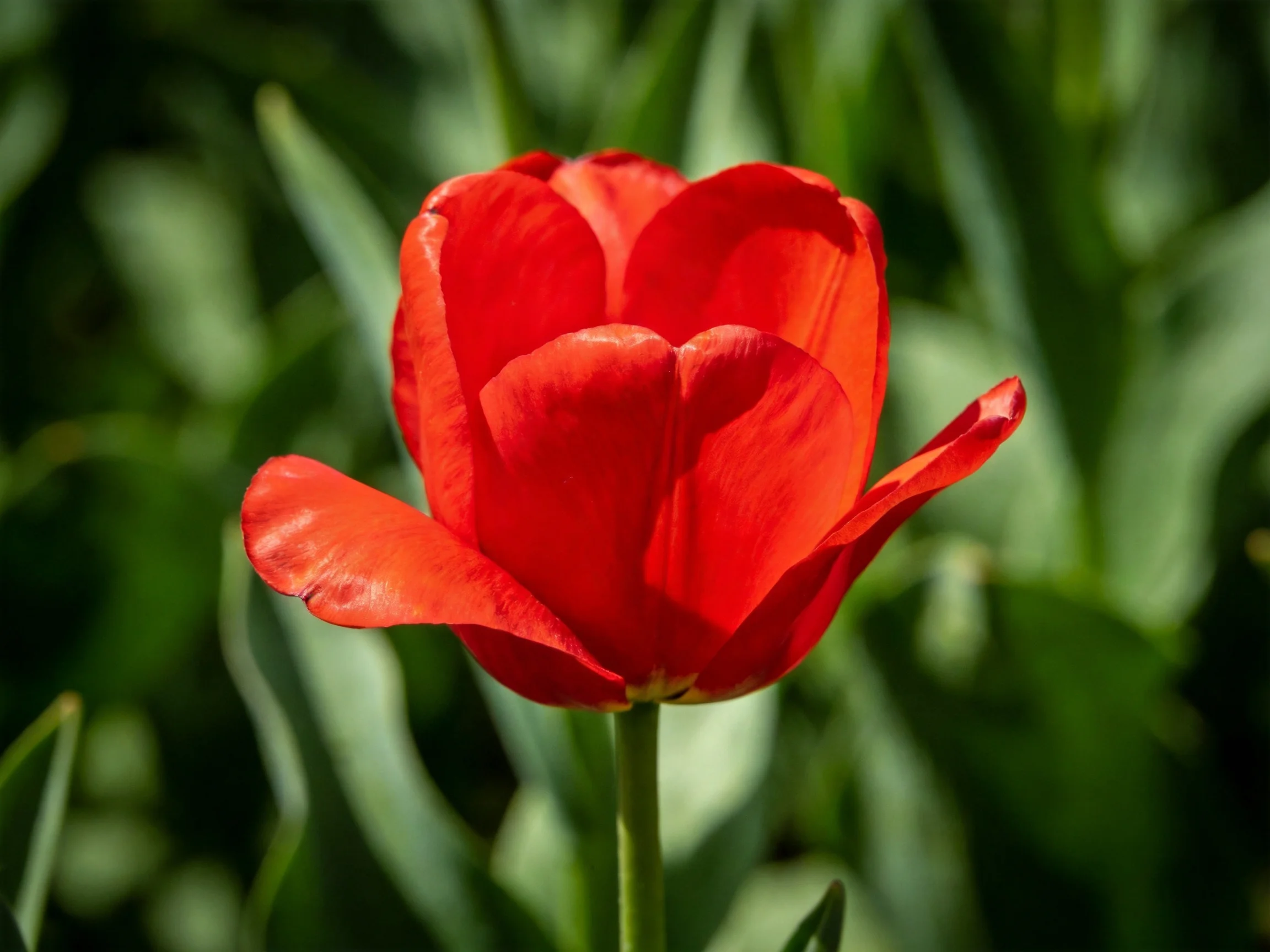 A single vibrant red tulip stands out among green foliage