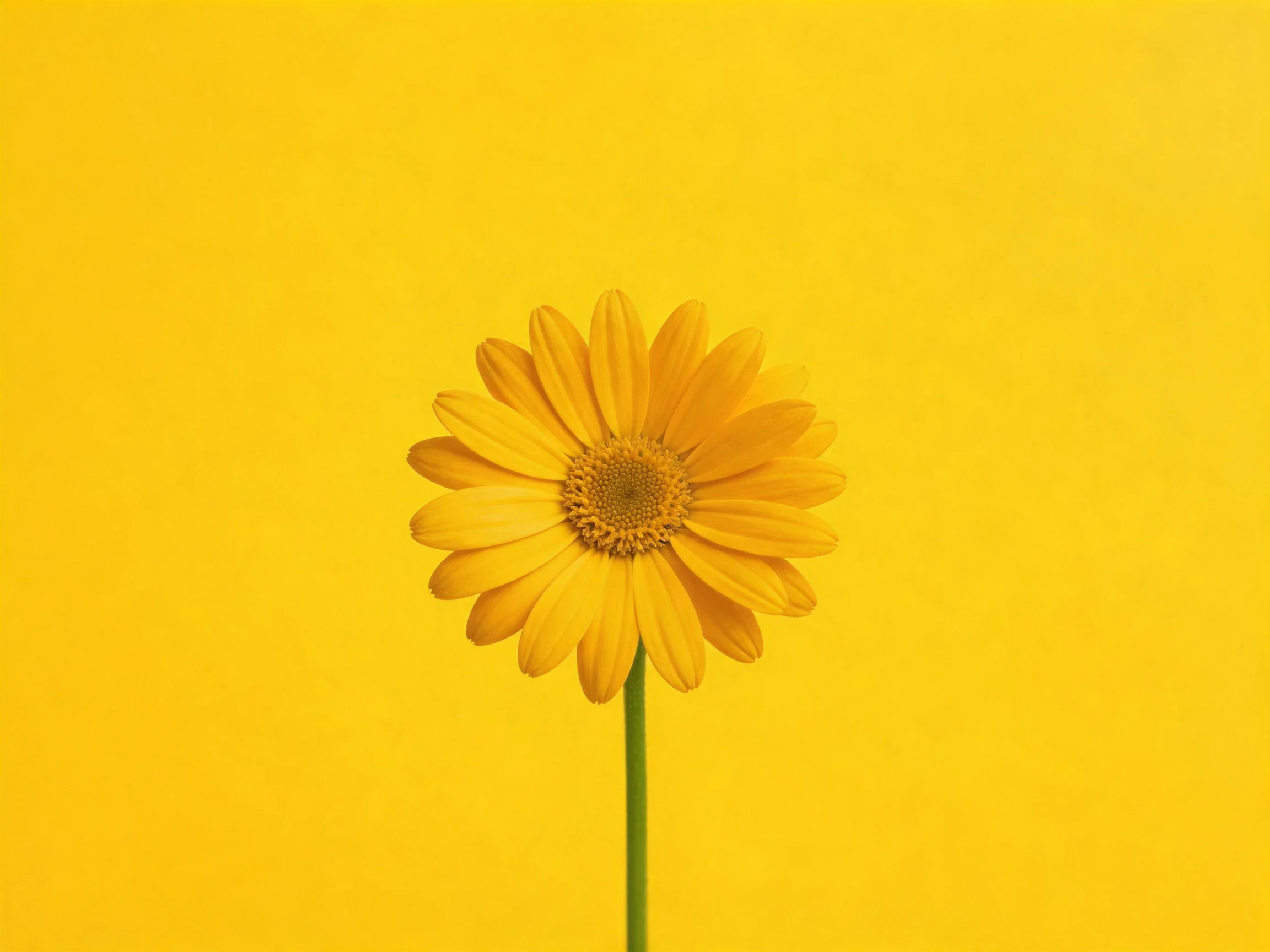 A single vibrant yellow daisy centered on a solid yellow backdrop