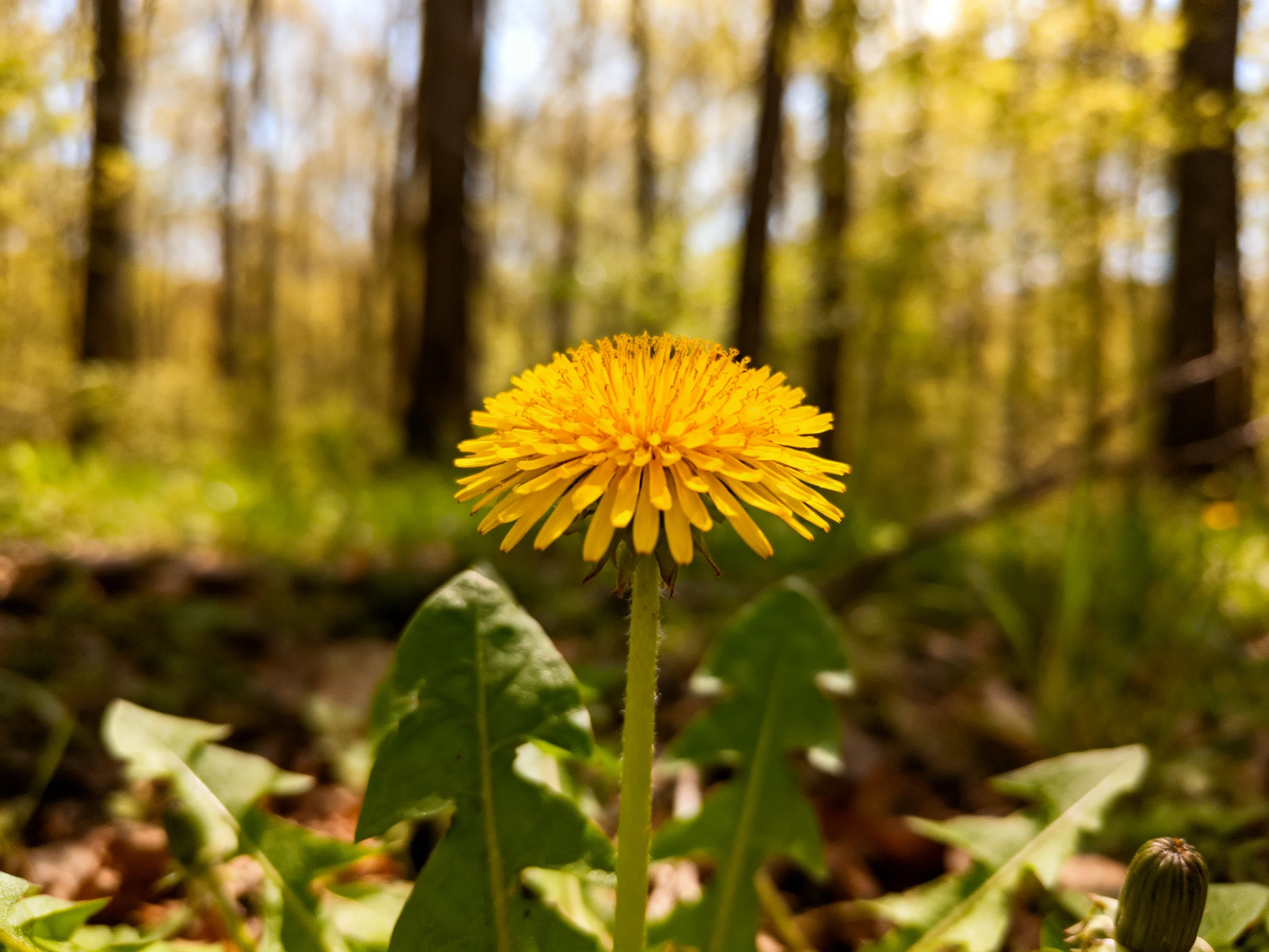 A single vibrant yellow dandelion blooms among lush greenery and tall trees