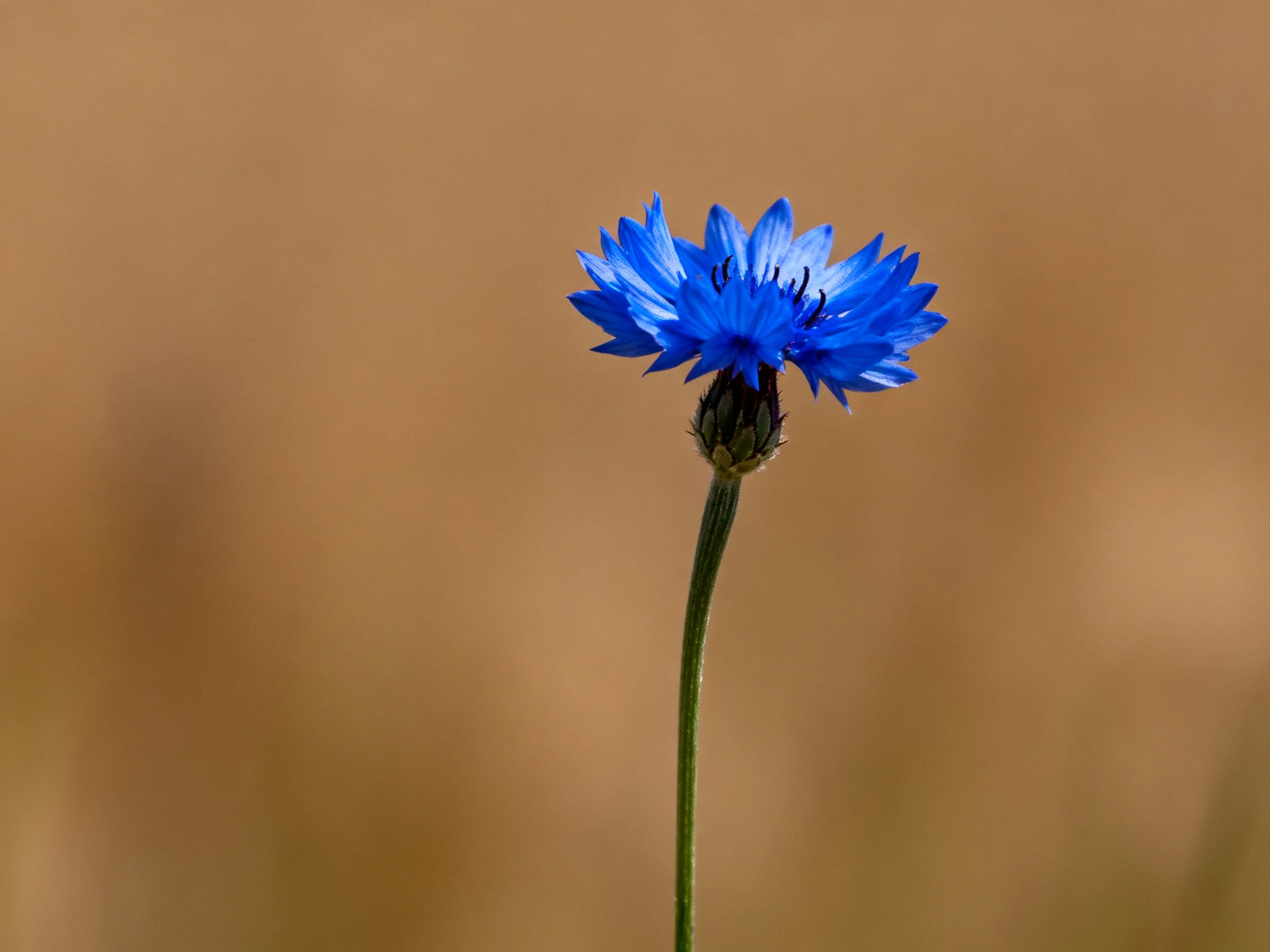 A single vivid blue cornflower rises from a thin green stem