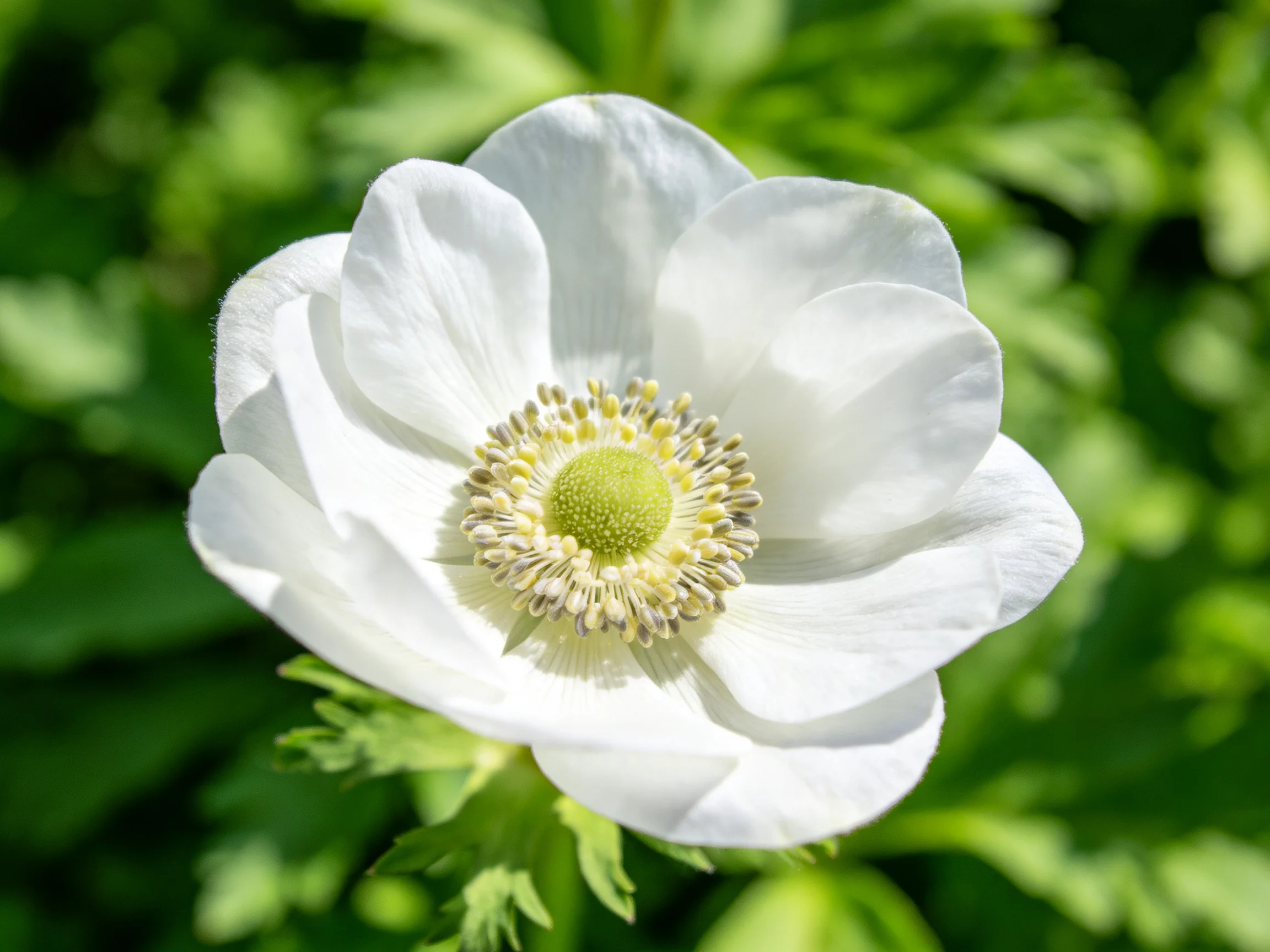 A single white anemone flower with layered petals