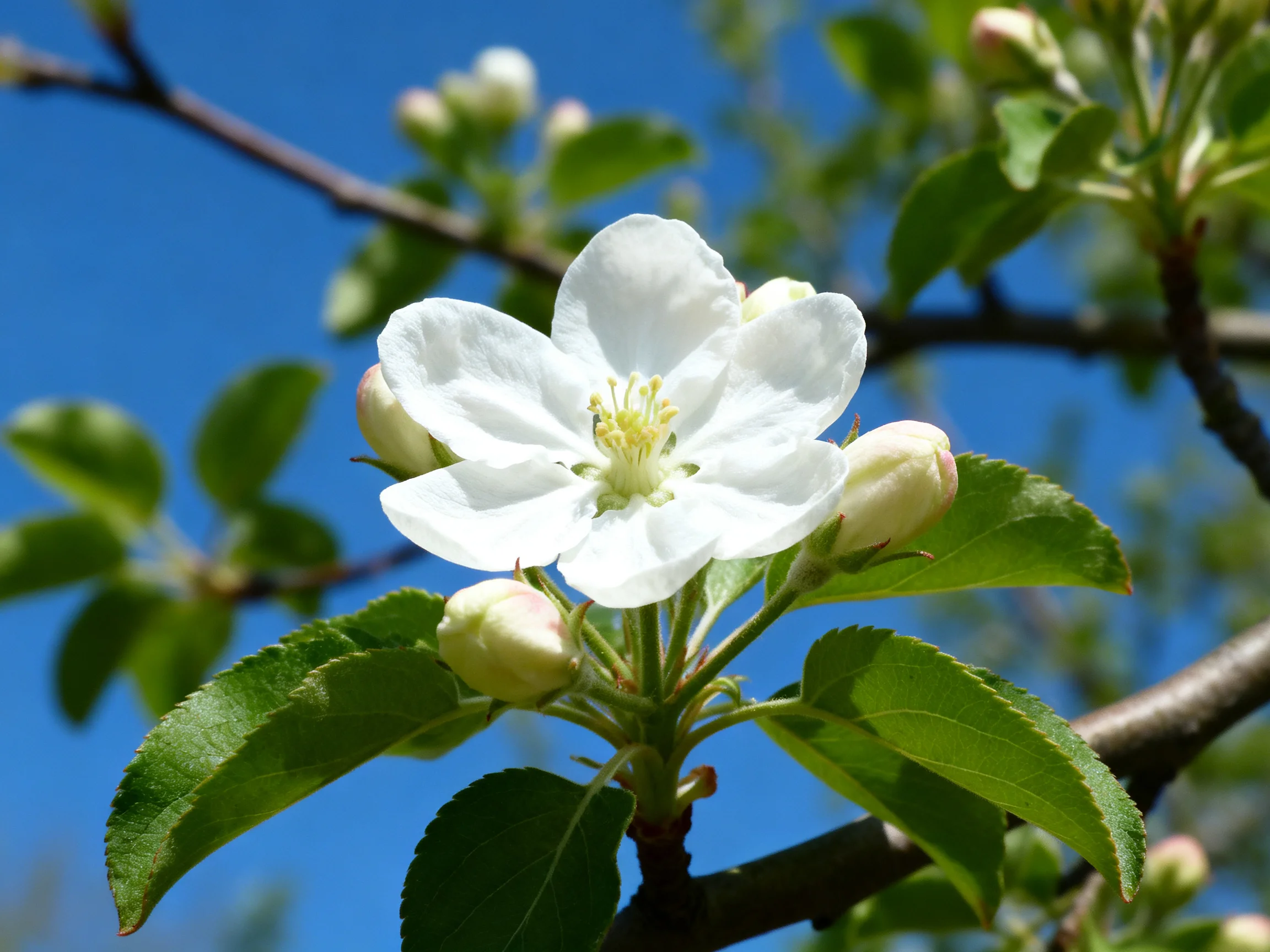A single white apple blossom with green buds and leaves