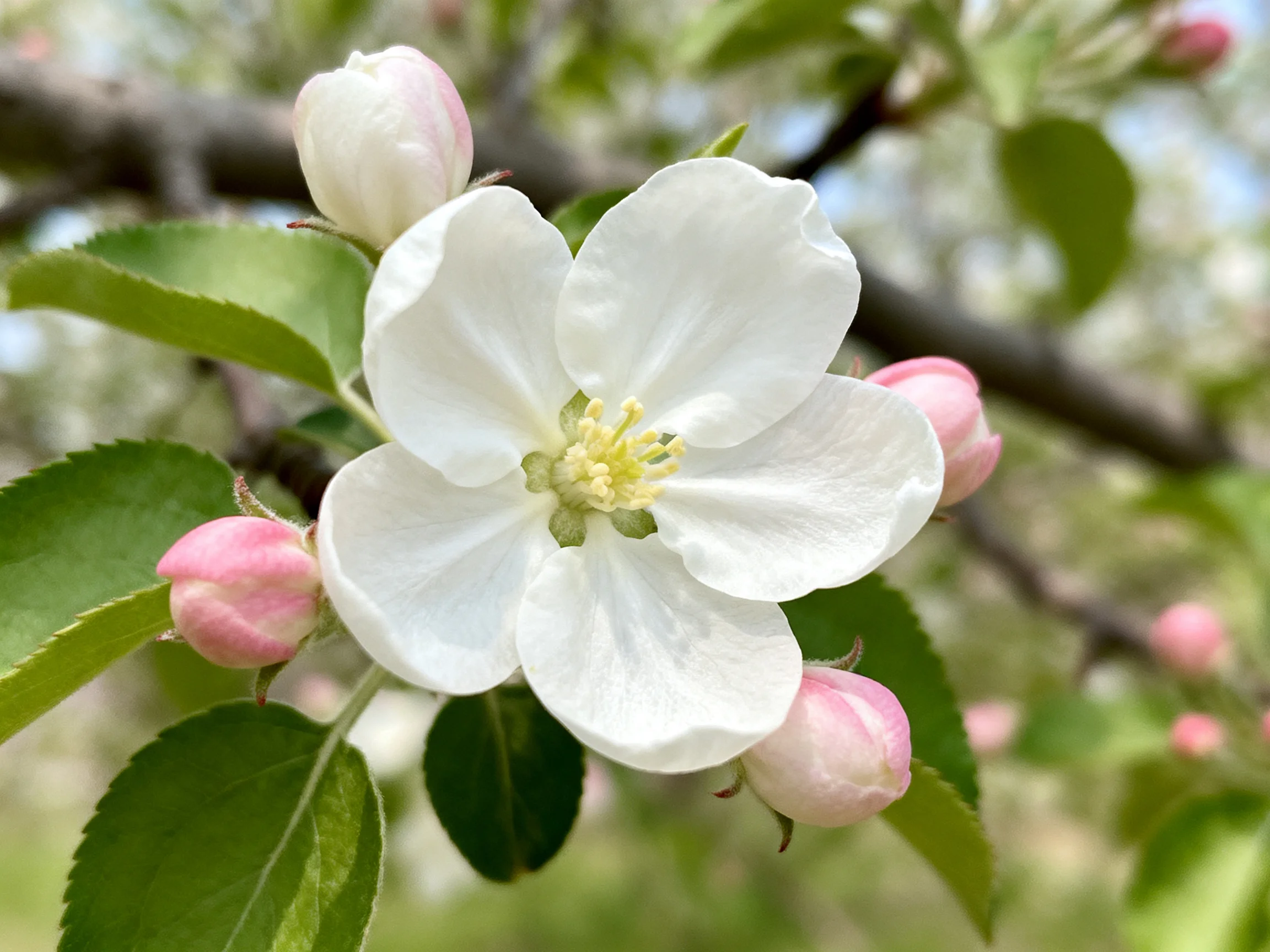A single white apple blossom with pink buds and green leaves