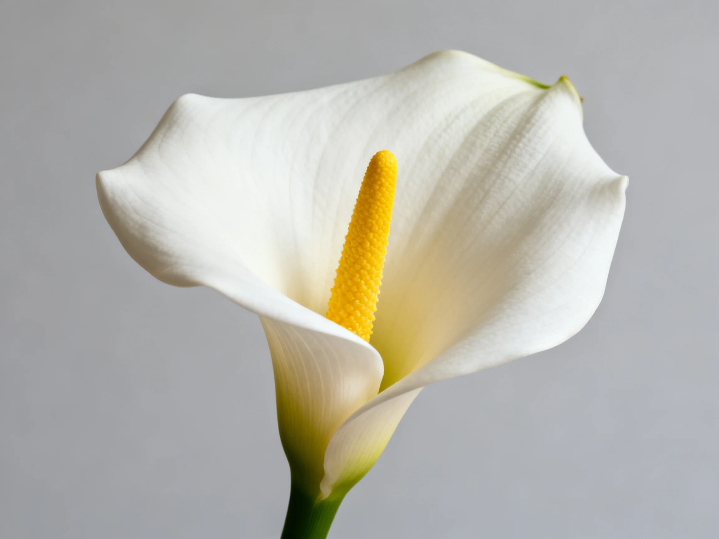 A single white calla lily with a bright yellow central spadix