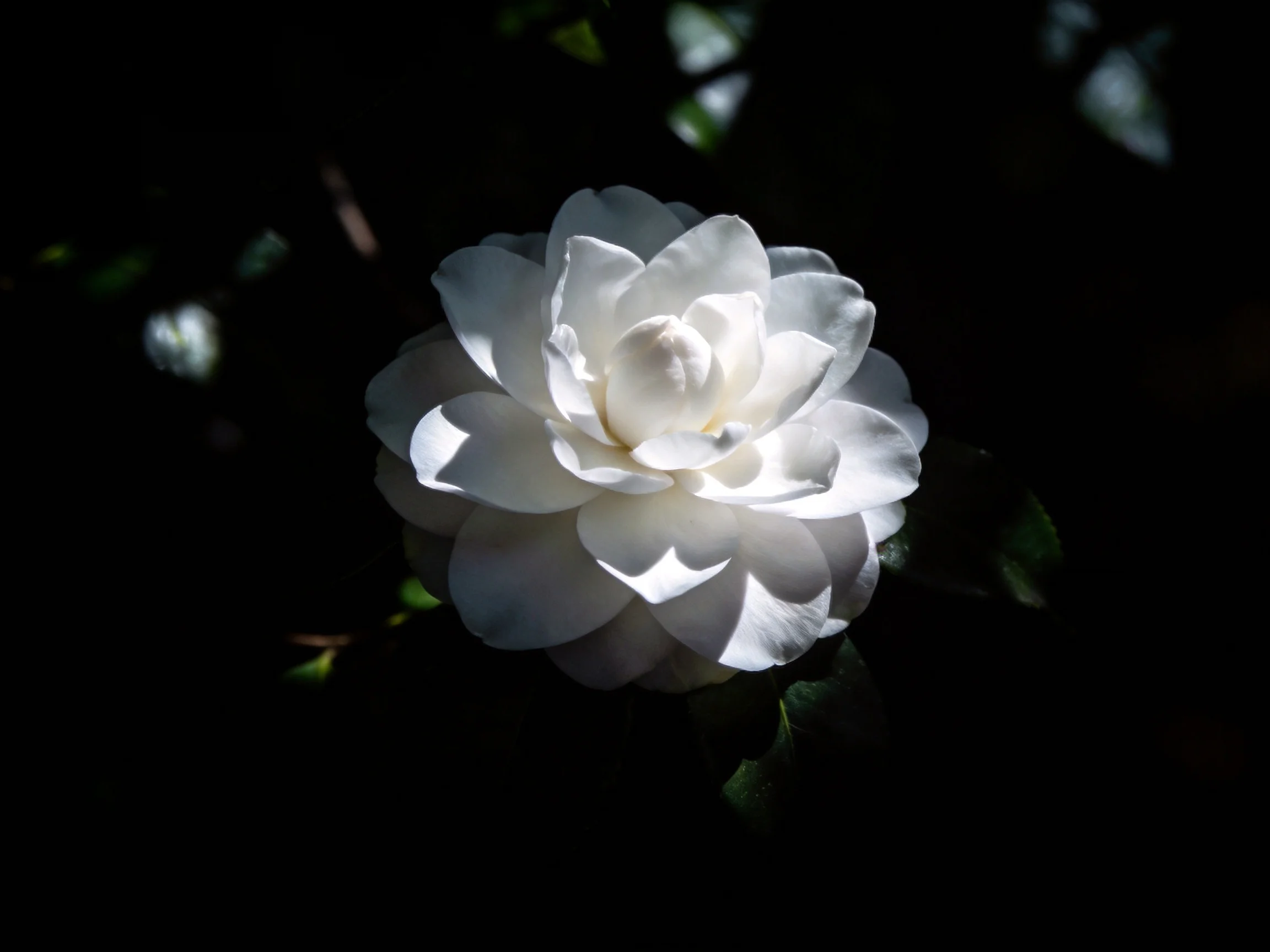 A single white camellia blooms brightly against dark surroundings