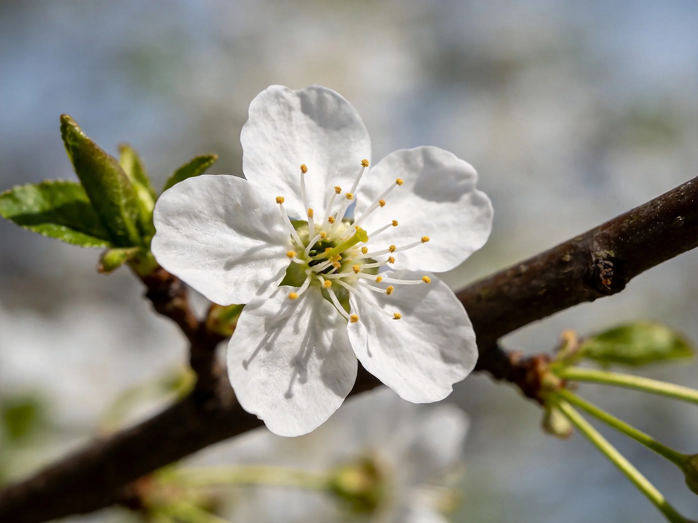 A single white cherry blossom blooms on a dark brown branch