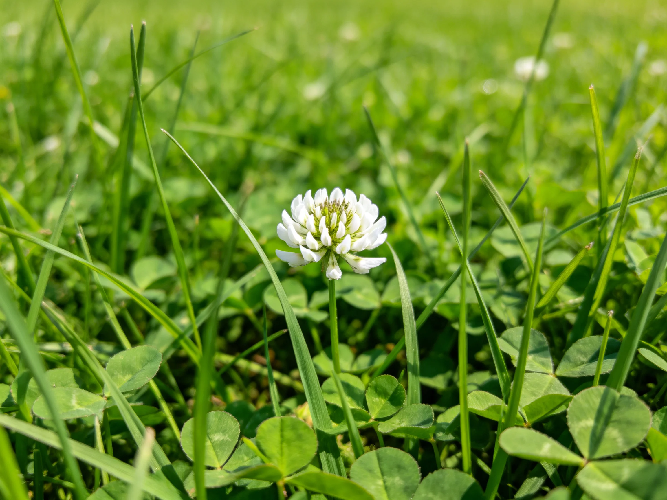 A single white clover flower amid lush green grass and clover patches