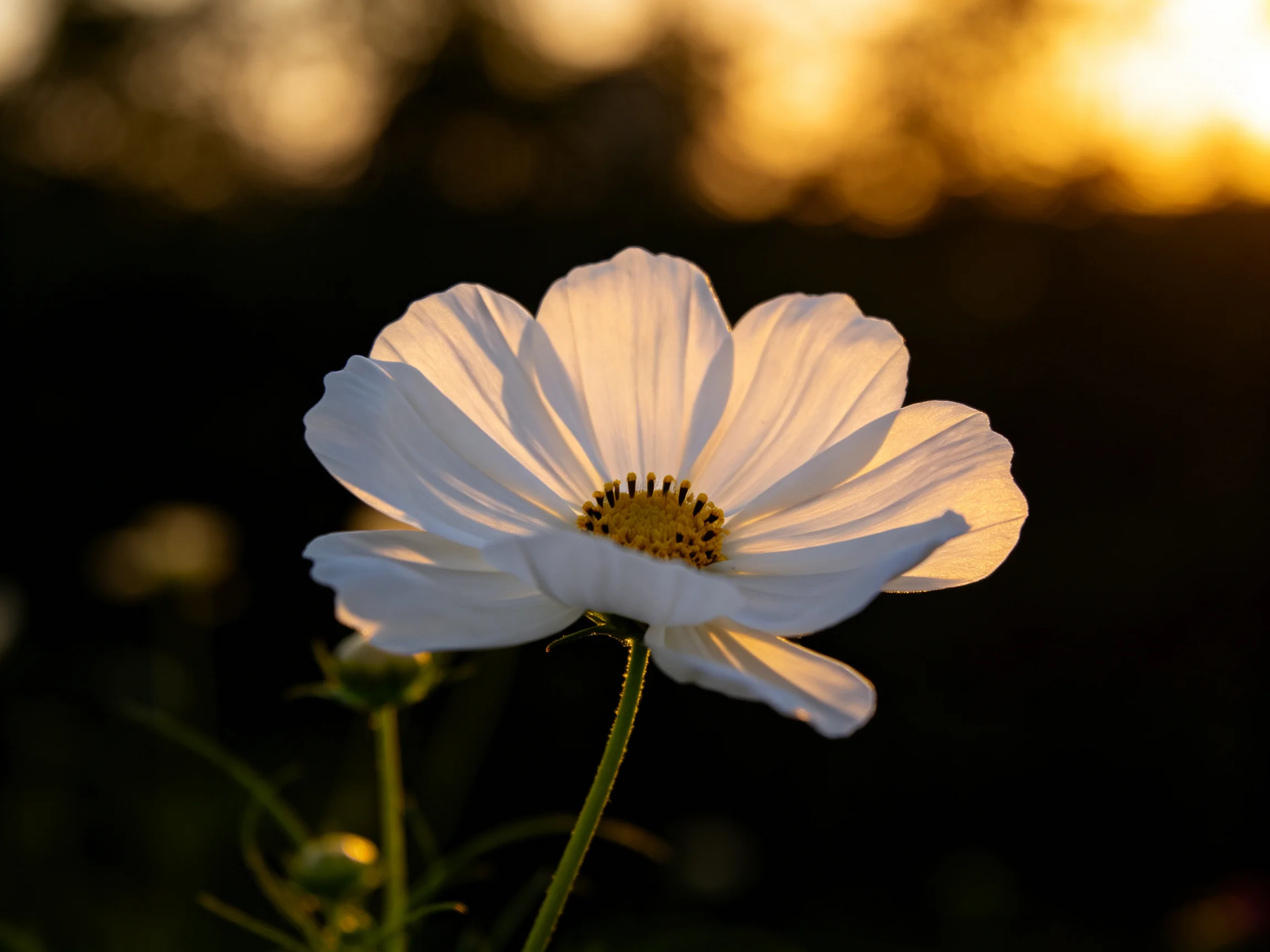 A single white cosmos flower illuminated by golden sunset light