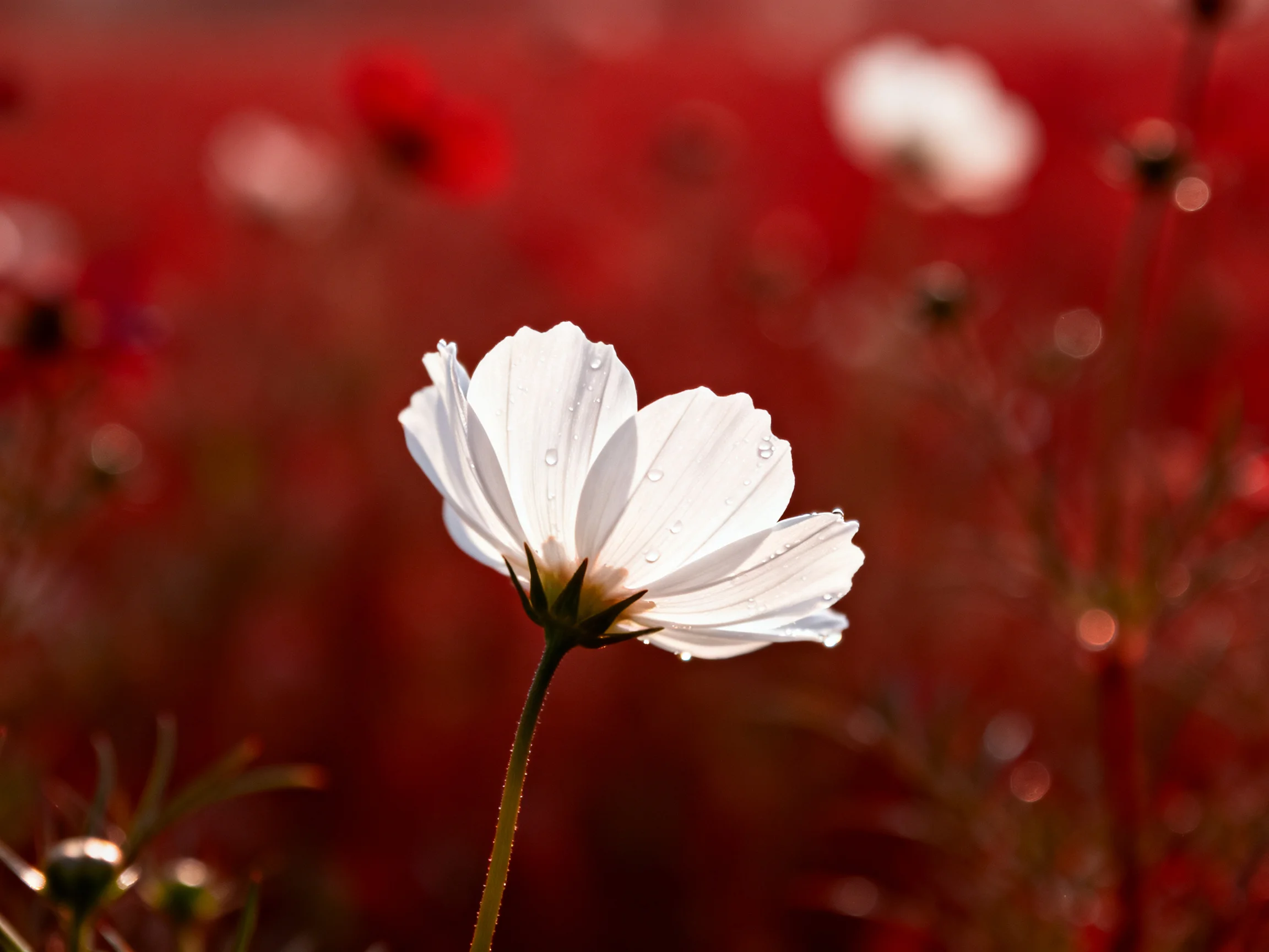 A single white cosmos flower stands out in a vibrant red field