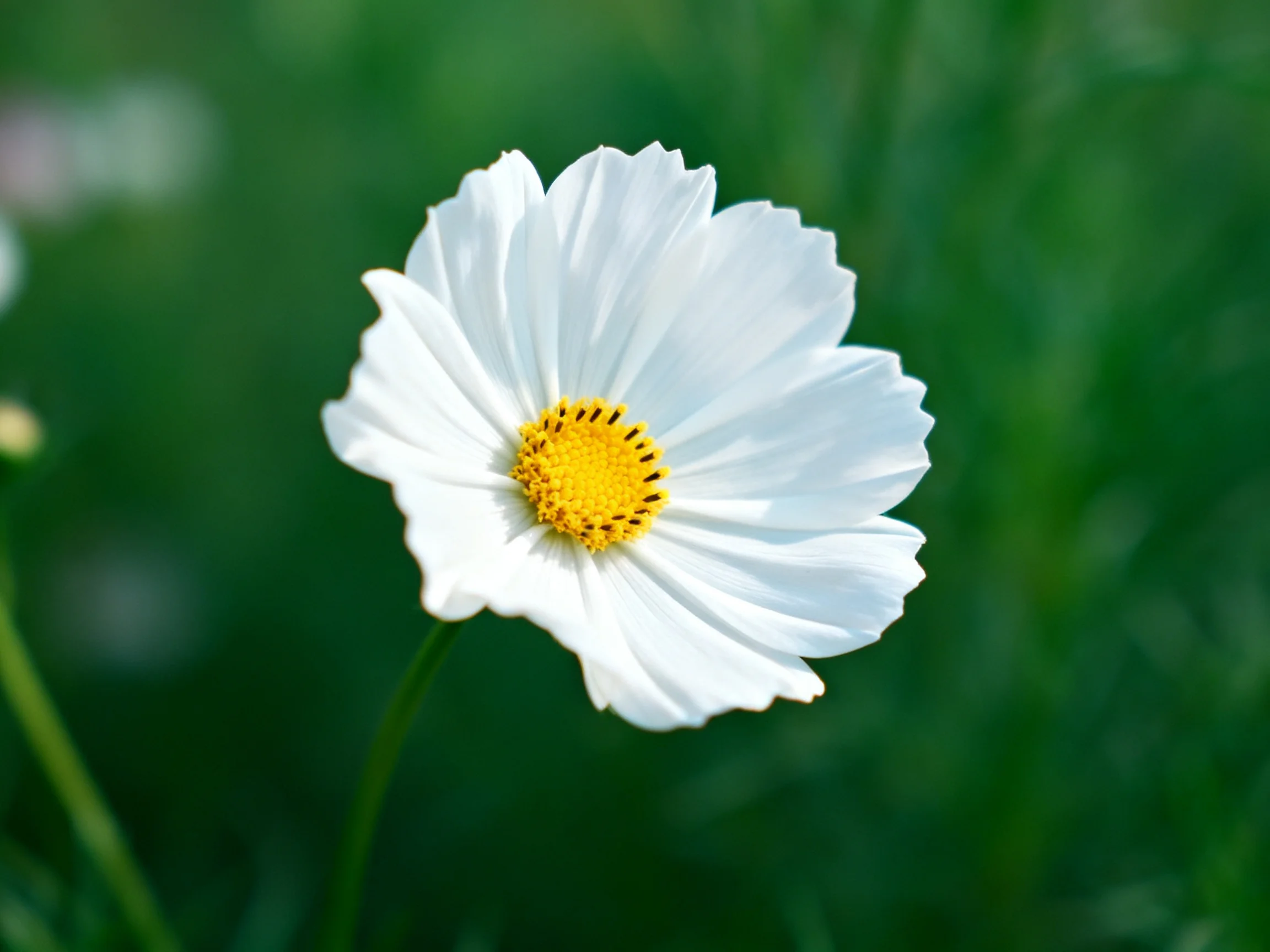 A single white cosmos flower with bright yellow center against blurred green foliage