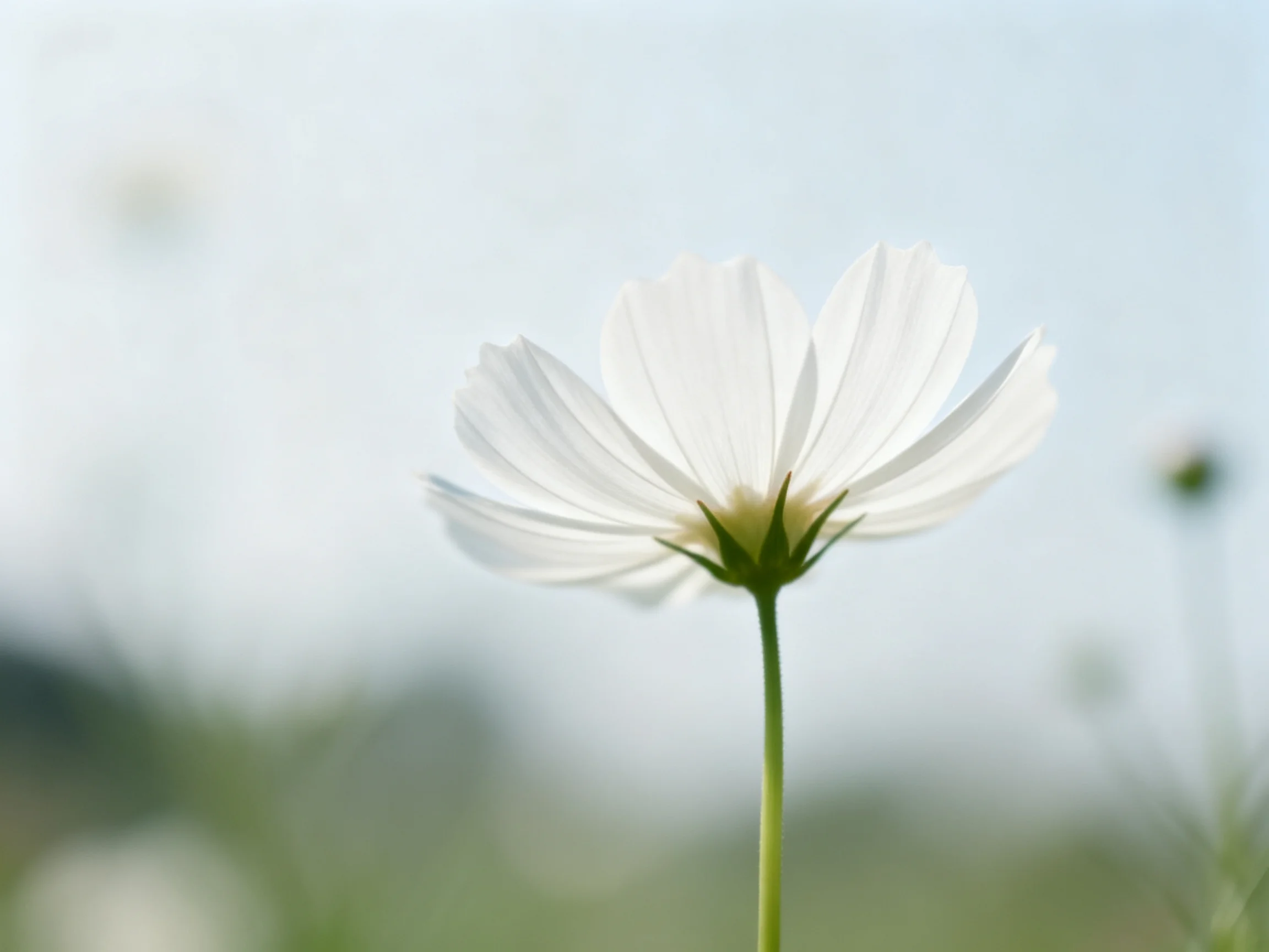 A single white cosmos flower with delicate petals on a tall green stem