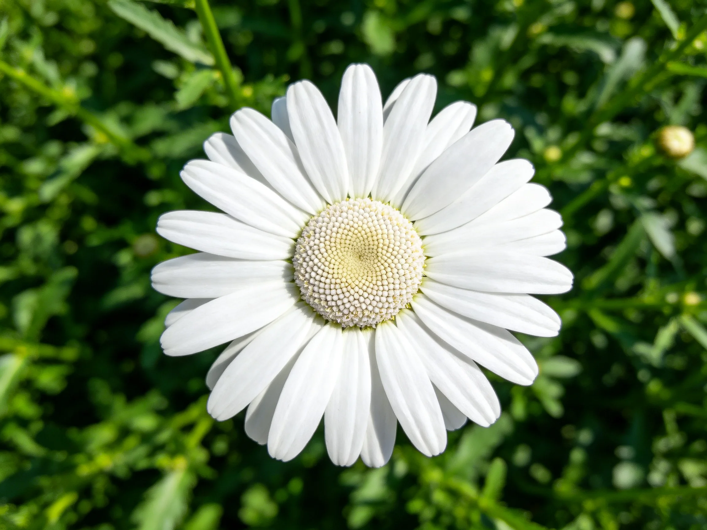 A single white daisy centered amid lush green foliage