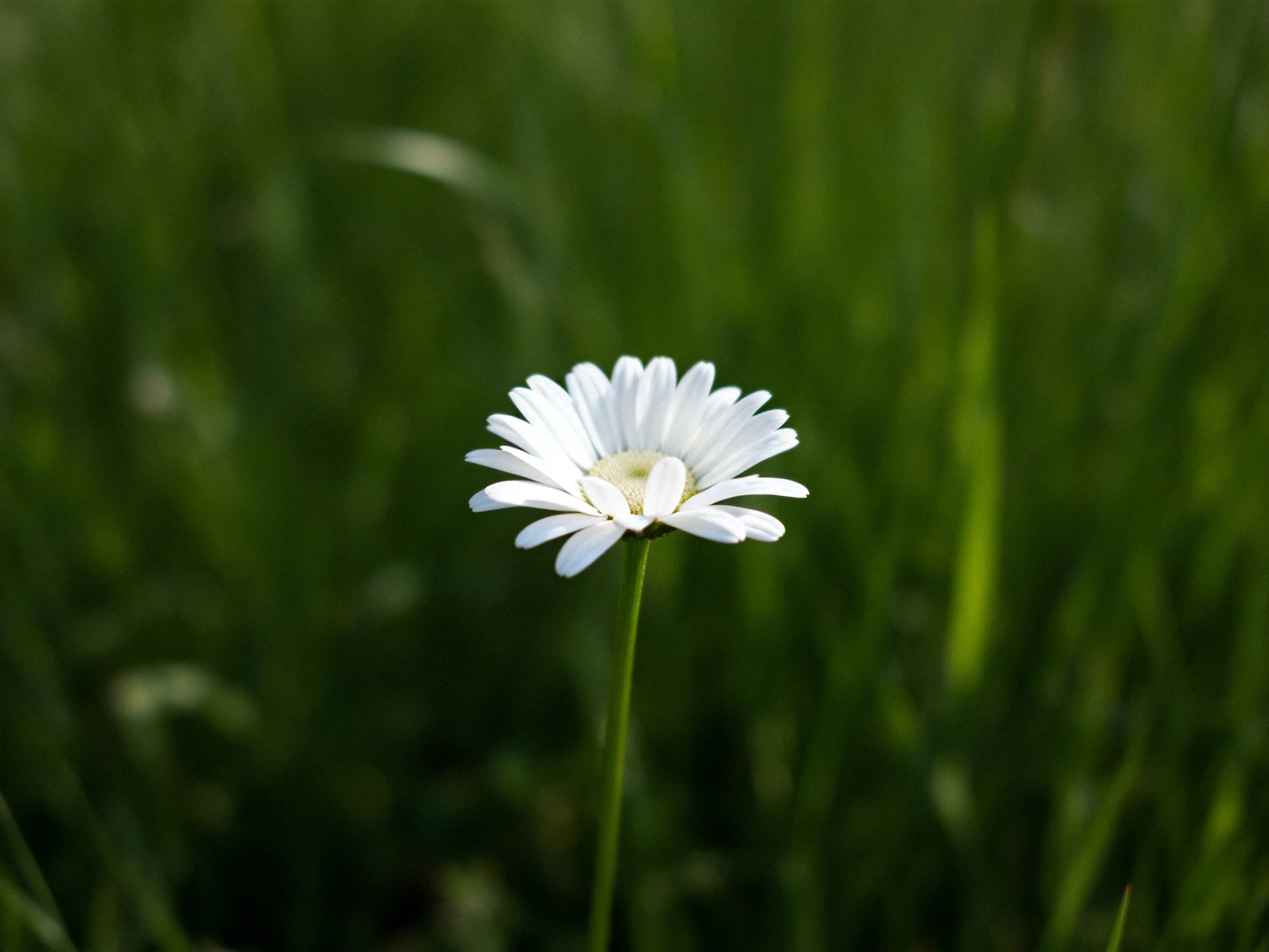 A single white daisy stands out against lush green grass