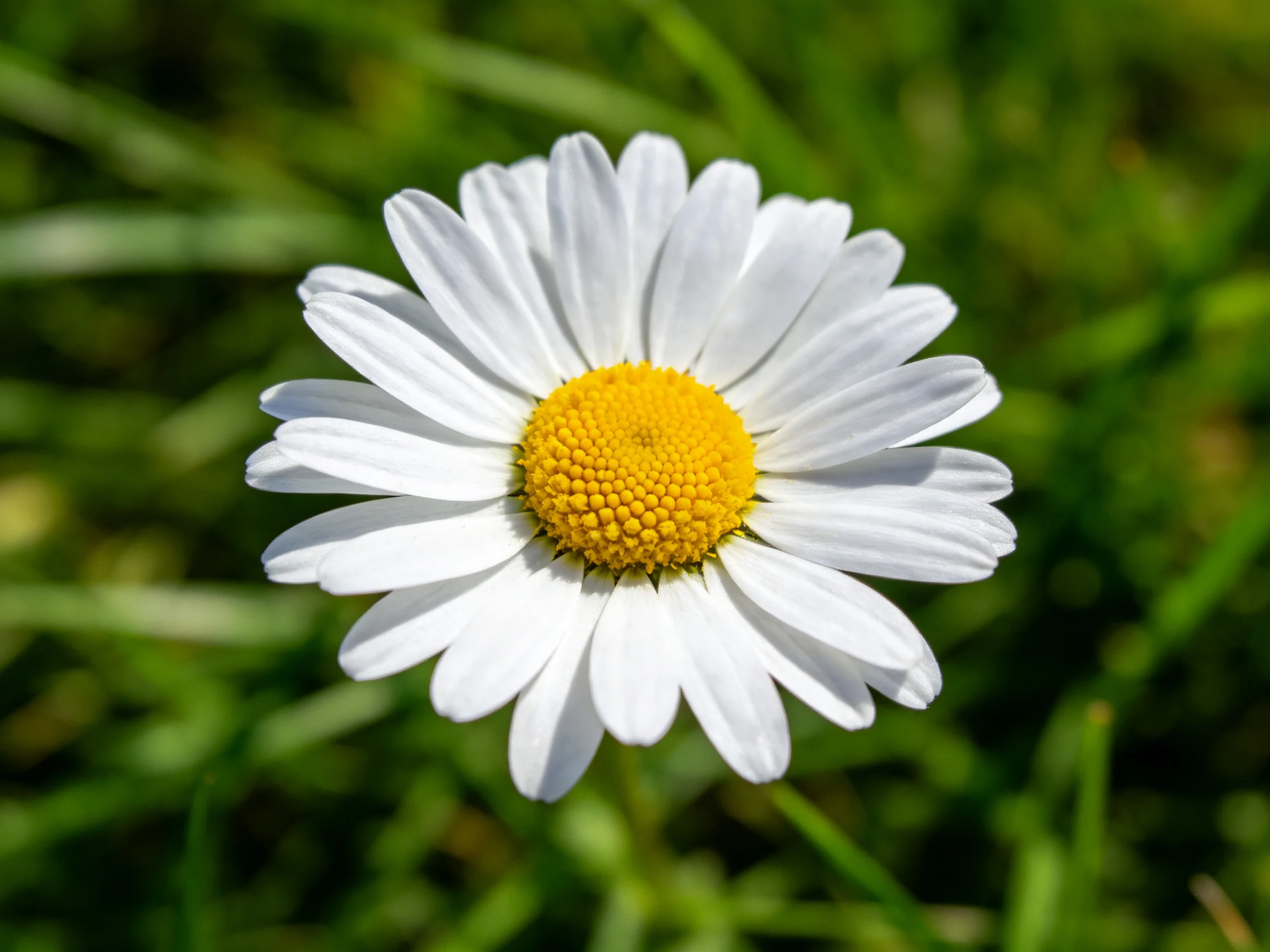 A single white daisy with a bright yellow center amid green grass