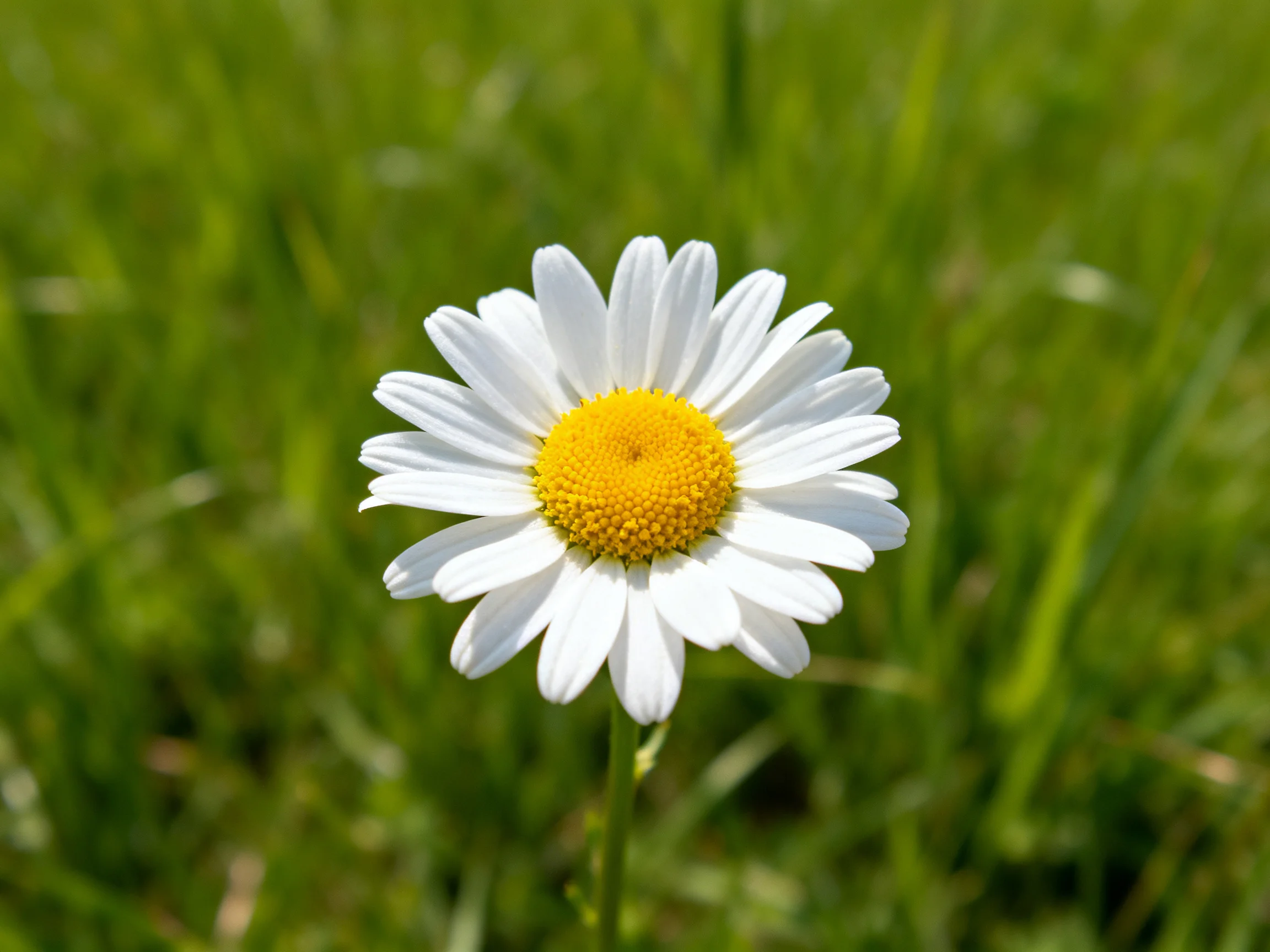 A single white daisy with a bright yellow center stands among lush green grass