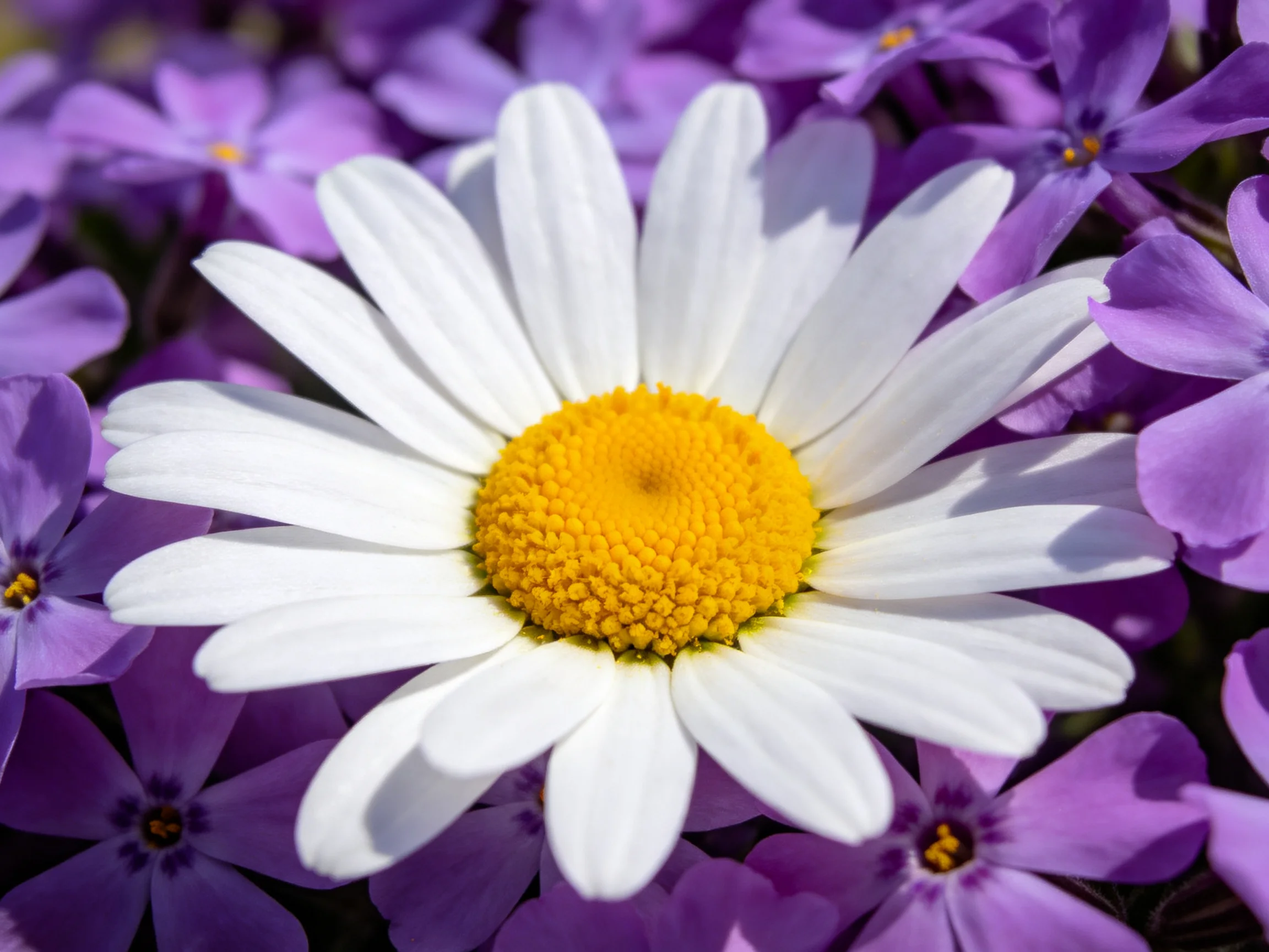 A single white daisy with a yellow center amid purple flowers