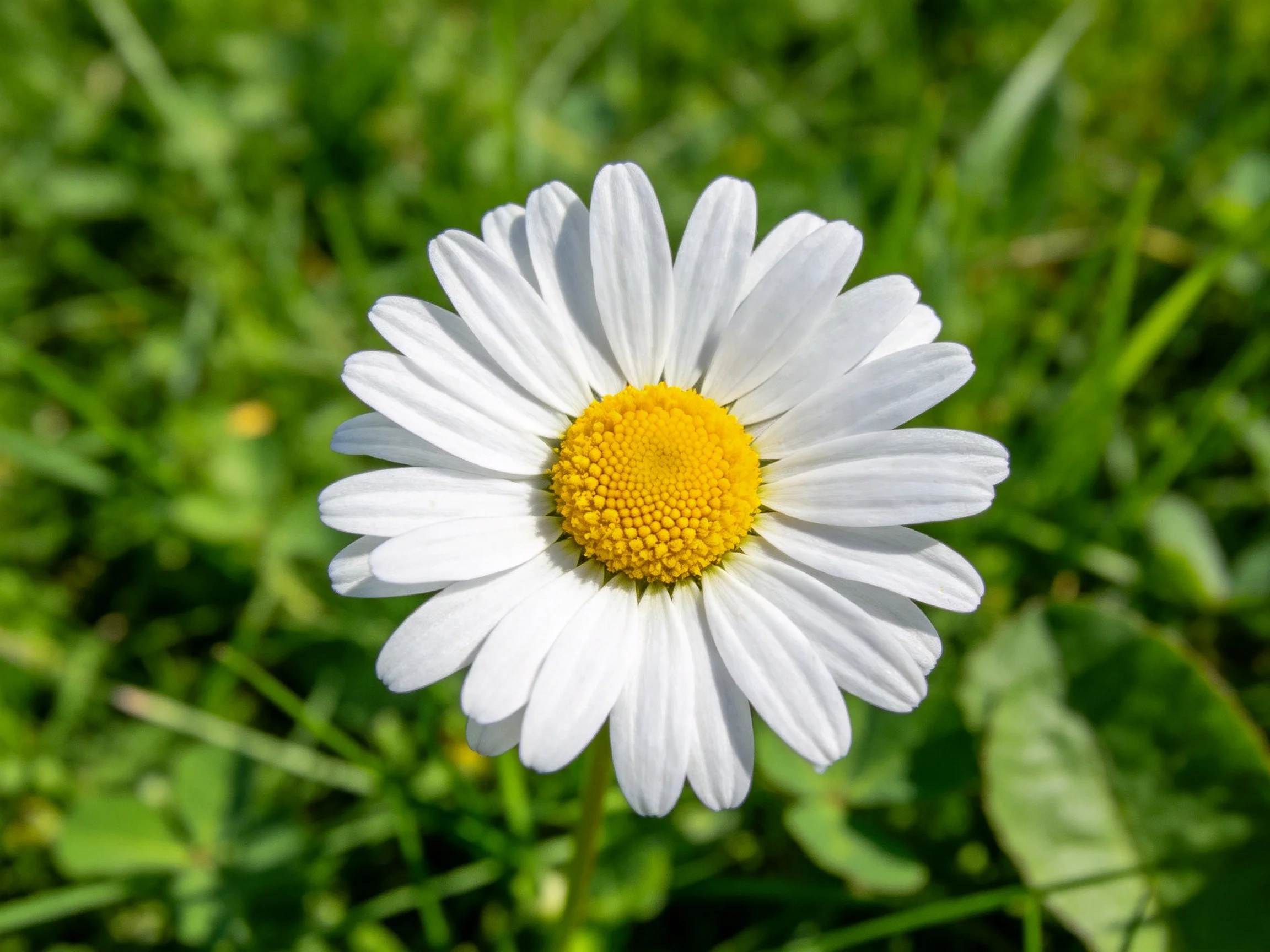 A single white daisy with bright yellow center amid lush green grass