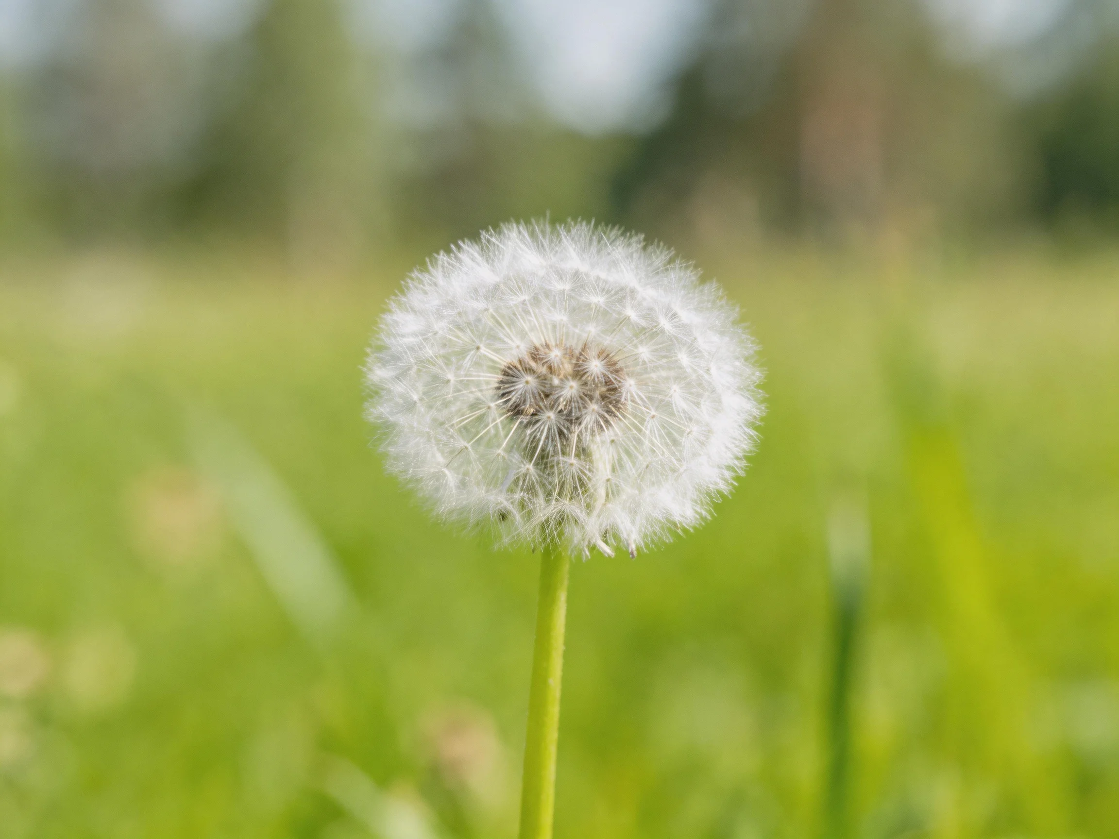A single white dandelion puffball against a blurred green meadow