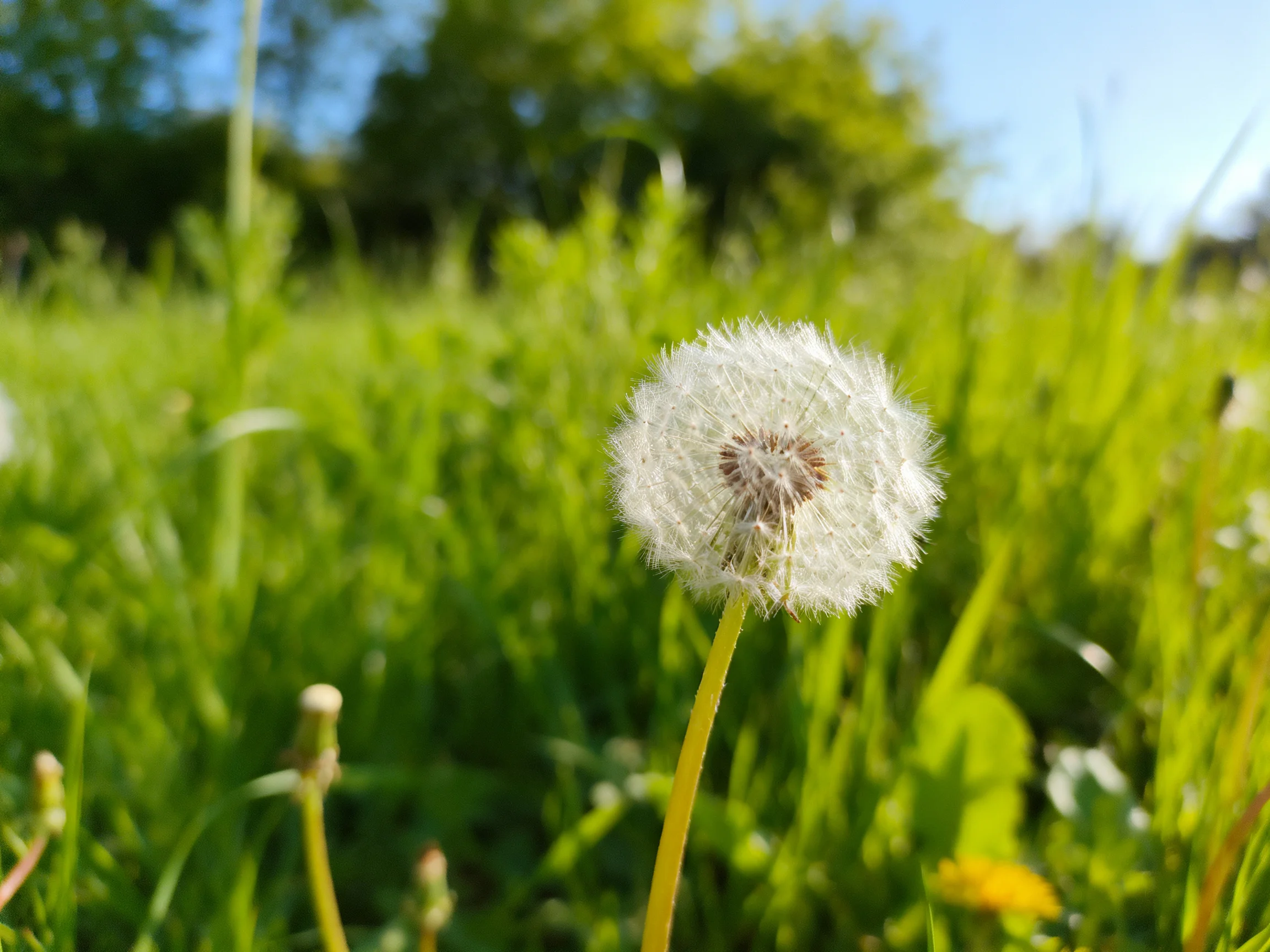 A single white dandelion stands among lush green grassy fields