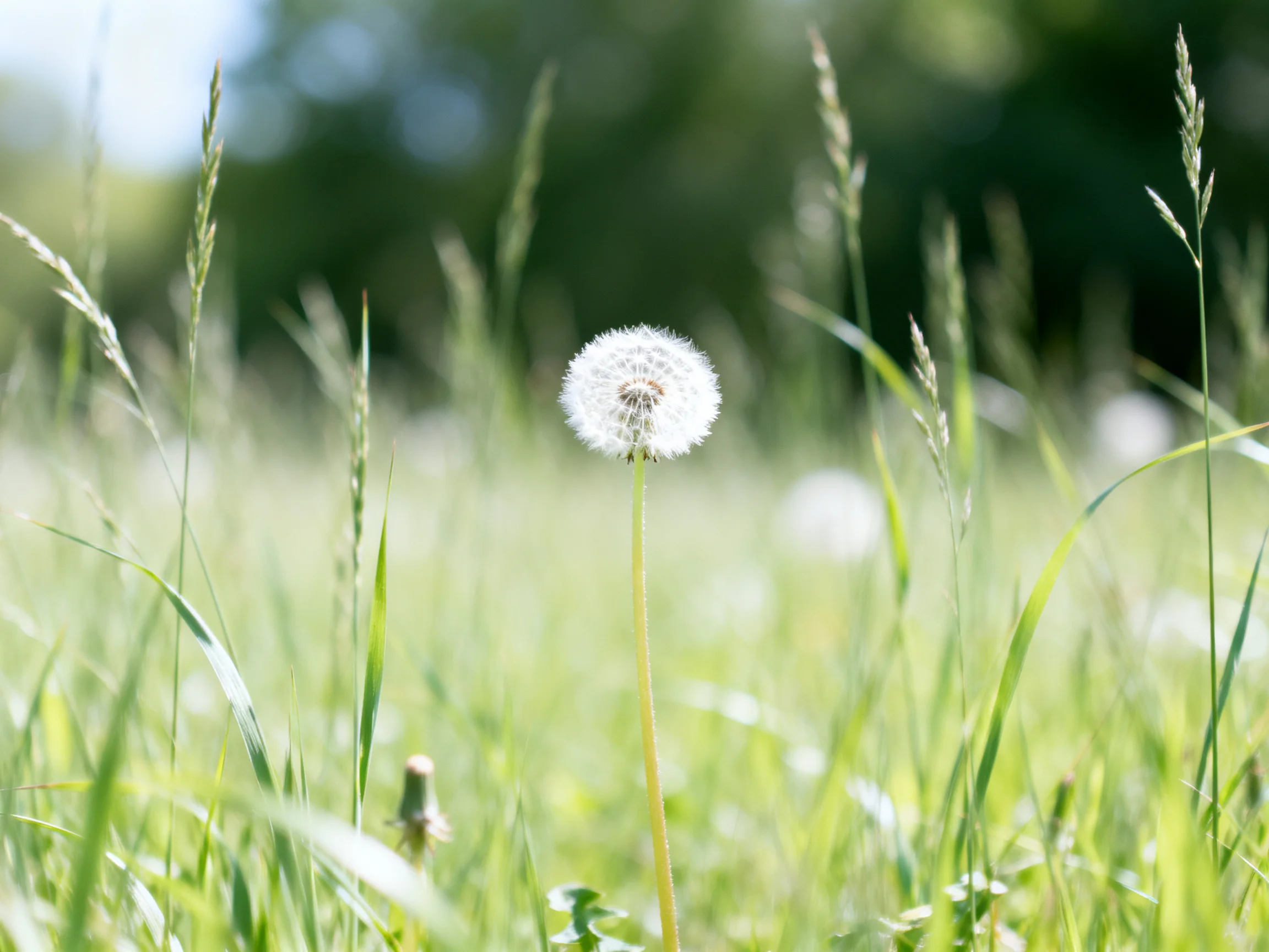 A single white dandelion stands among tall green grasses in a sunlit meadow