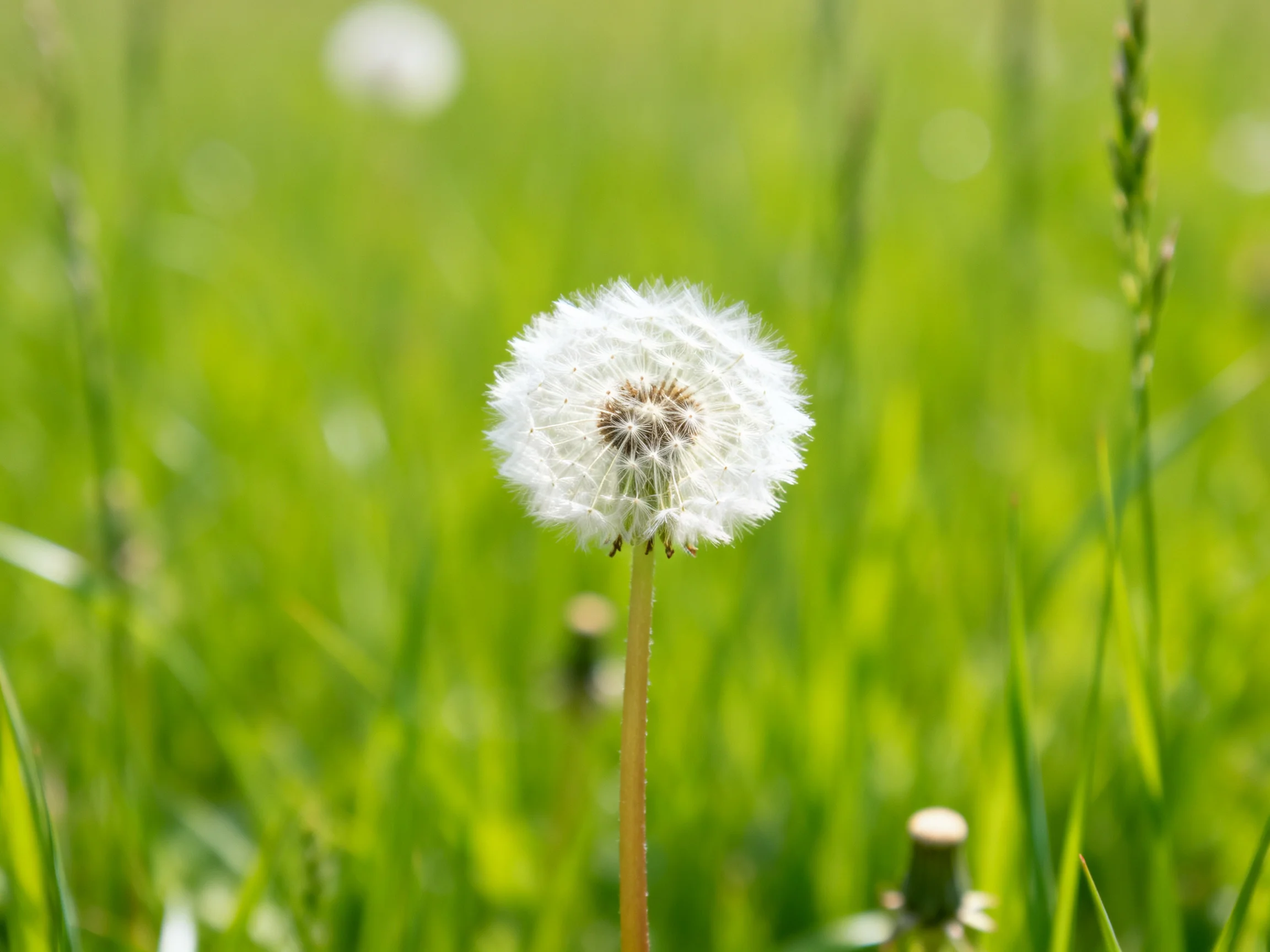 A single white dandelion stands tall amid vibrant green grasses